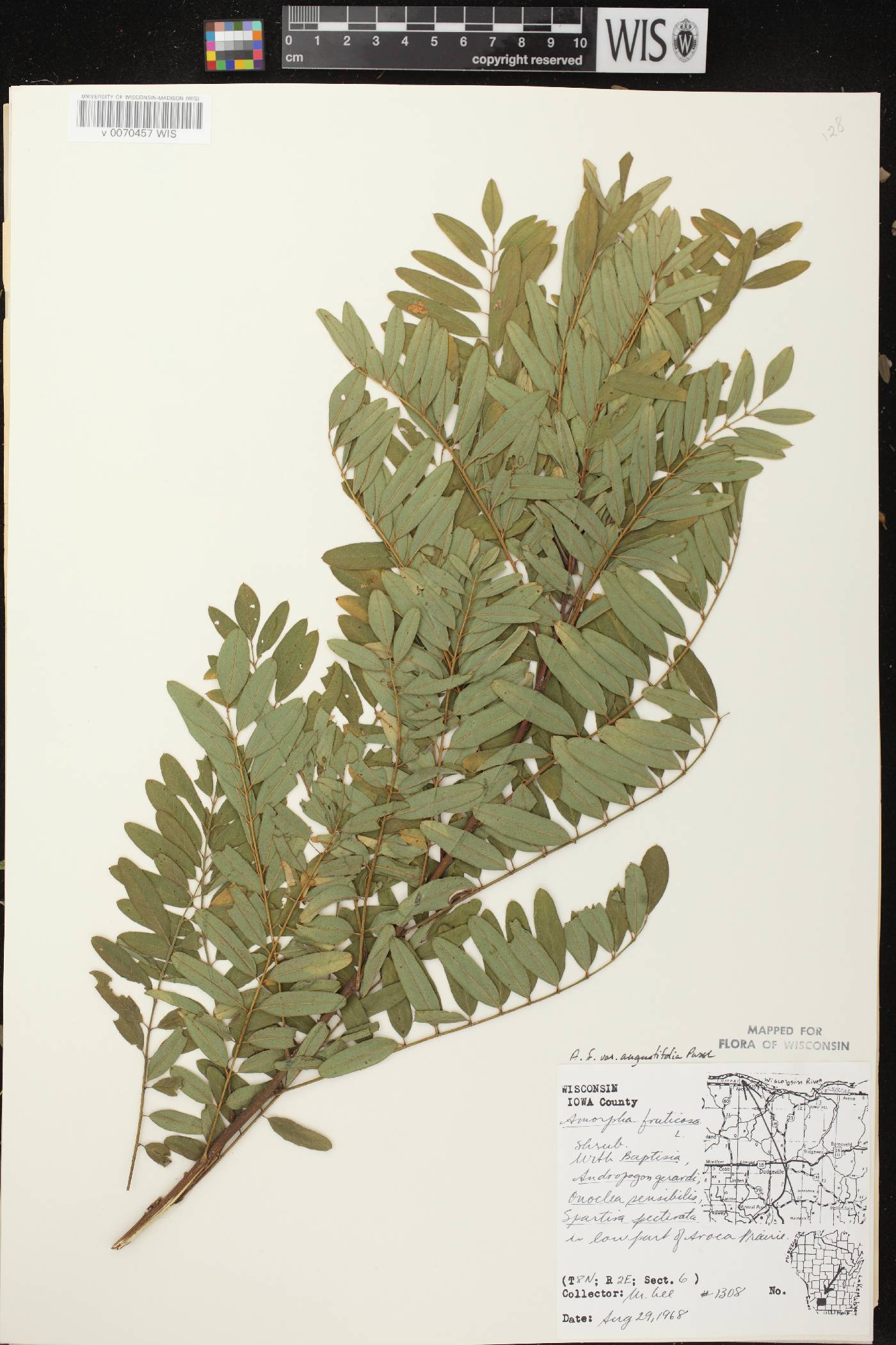 Amorpha fruticosa image