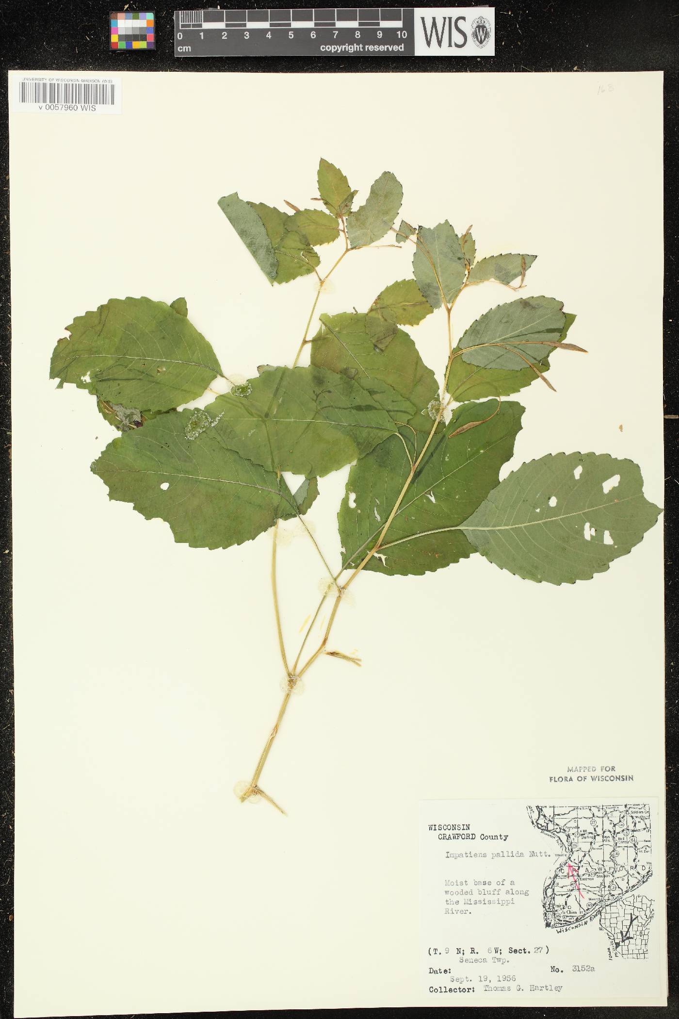 Impatiens pallida image