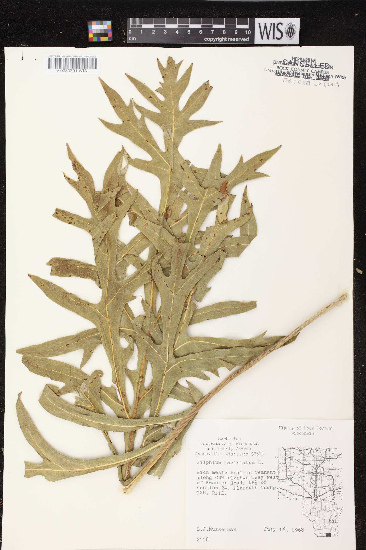 Silphium laciniatum image