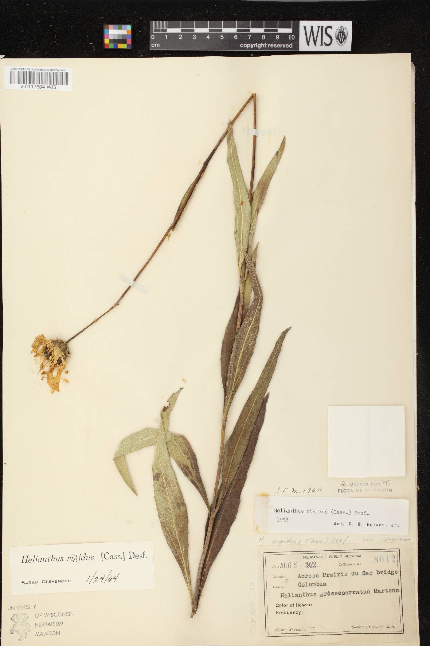 Helianthus pauciflorus subsp. pauciflorus image