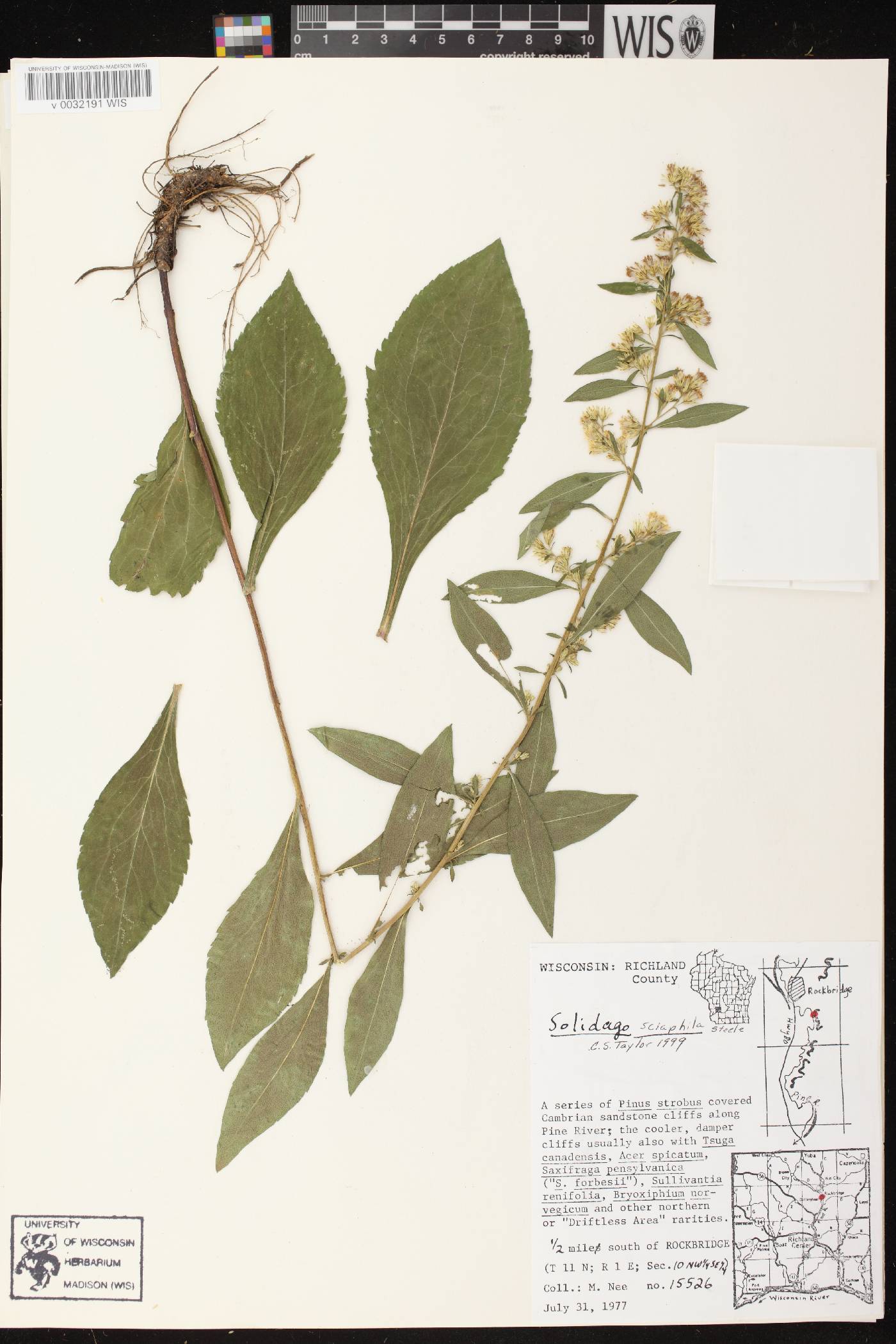 Solidago sciaphila image