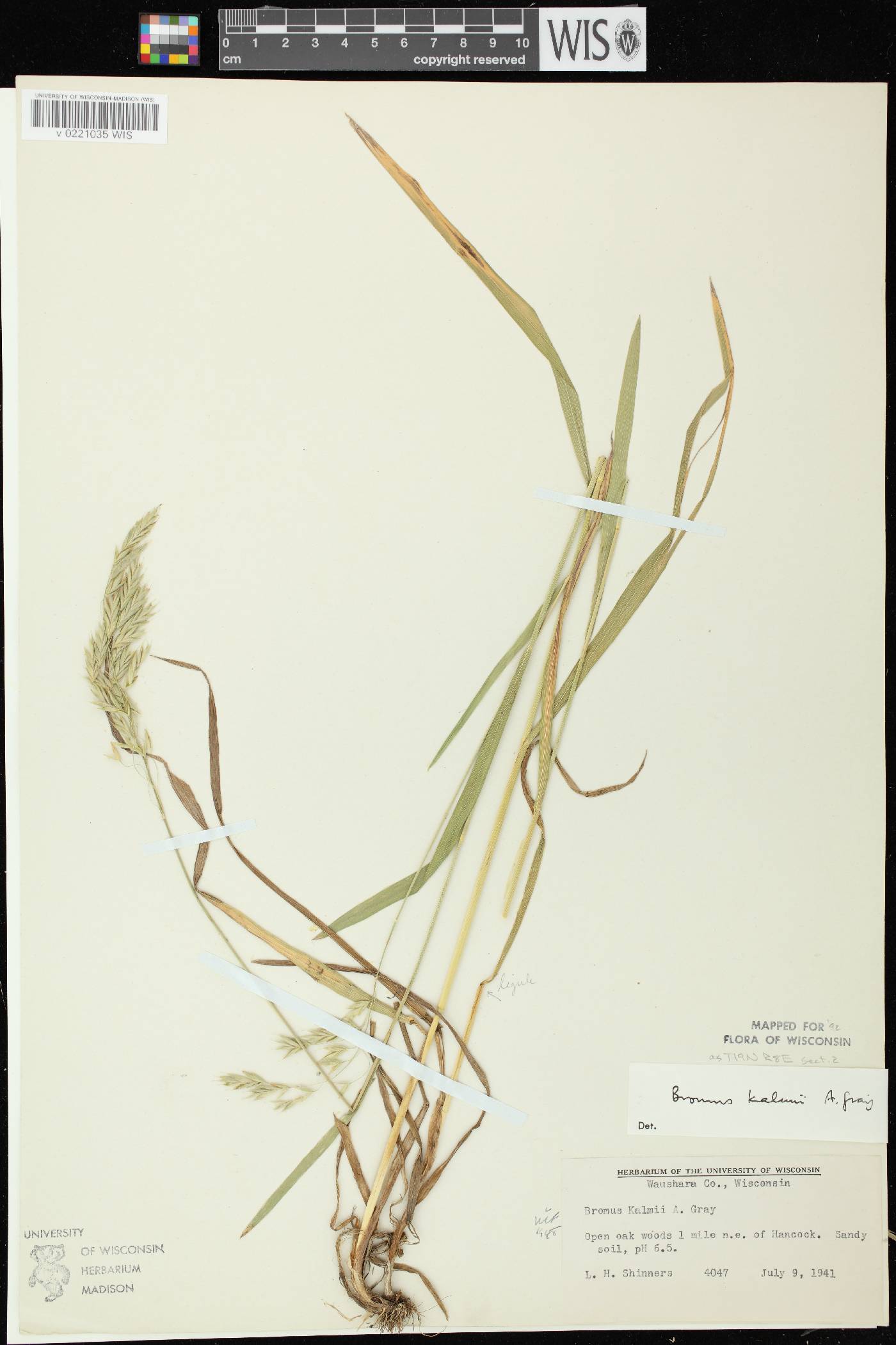 Bromus kalmii image