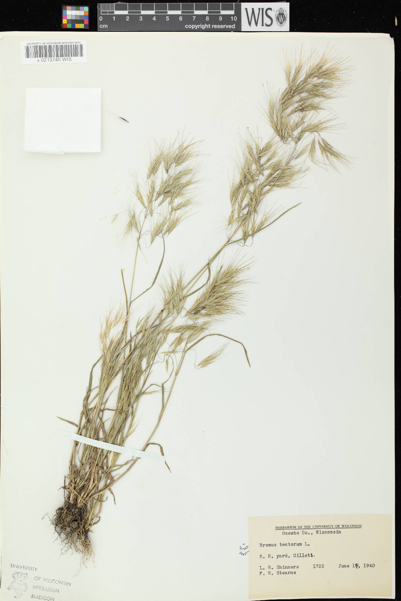Bromus tectorum image