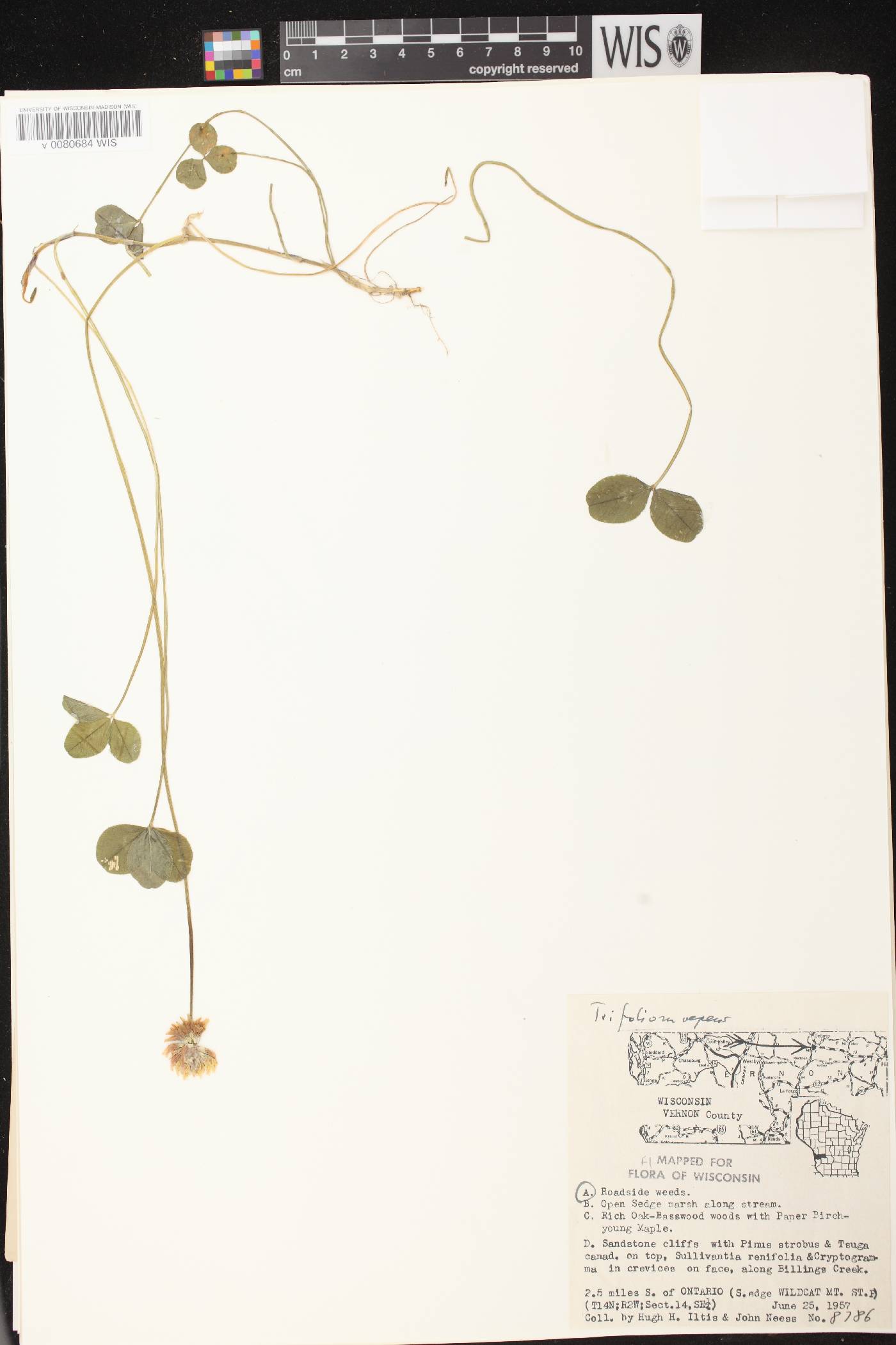 Trifolium repens image