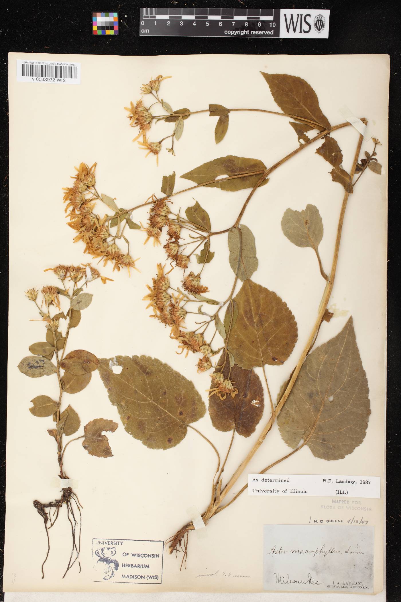 Eurybia macrophylla image