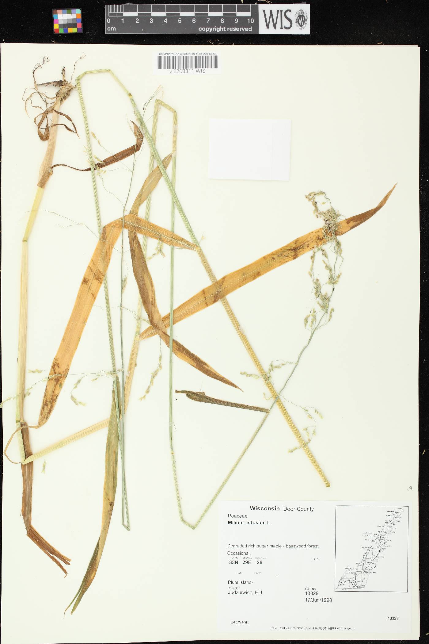 Milium effusum image