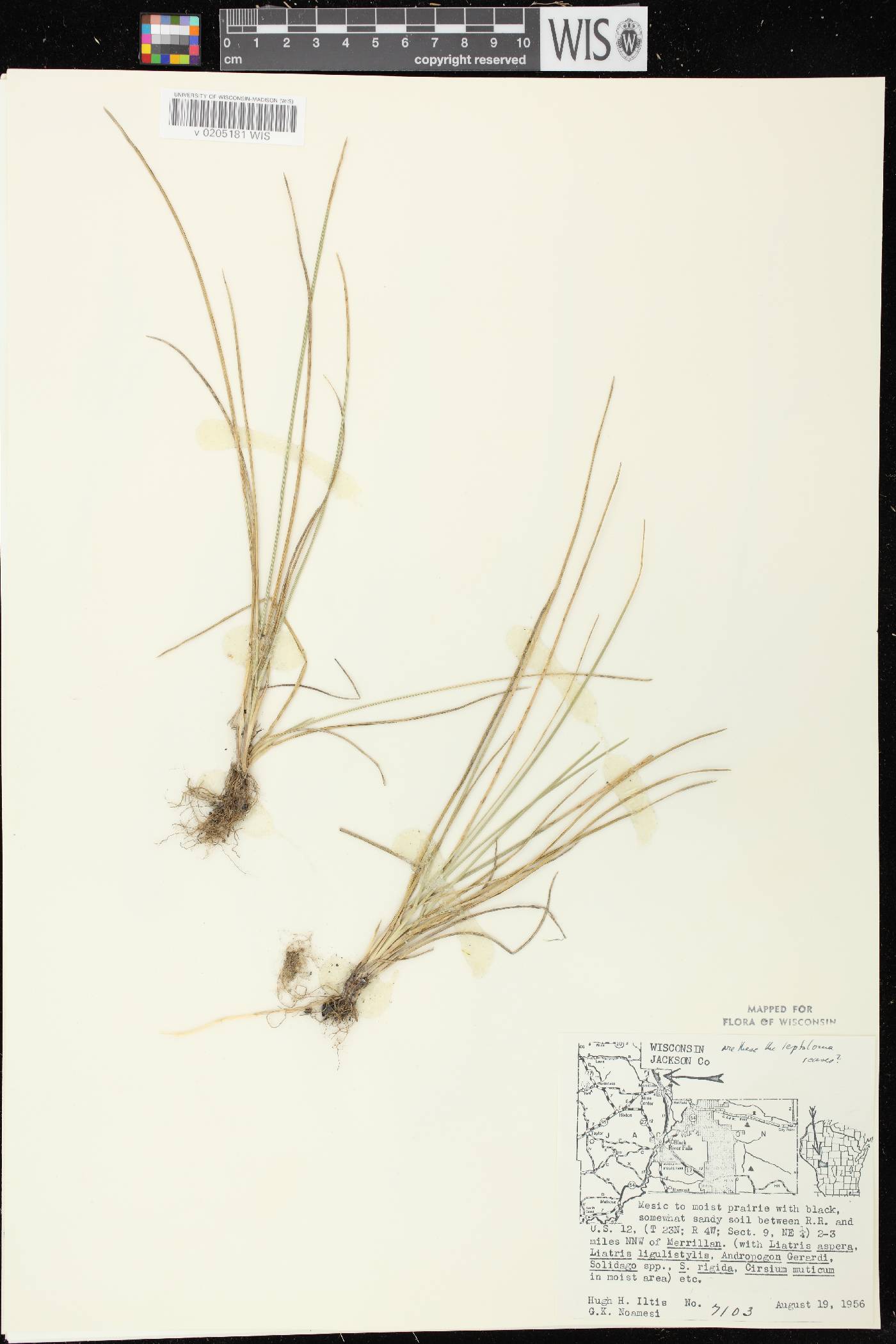 Digitaria cognata image