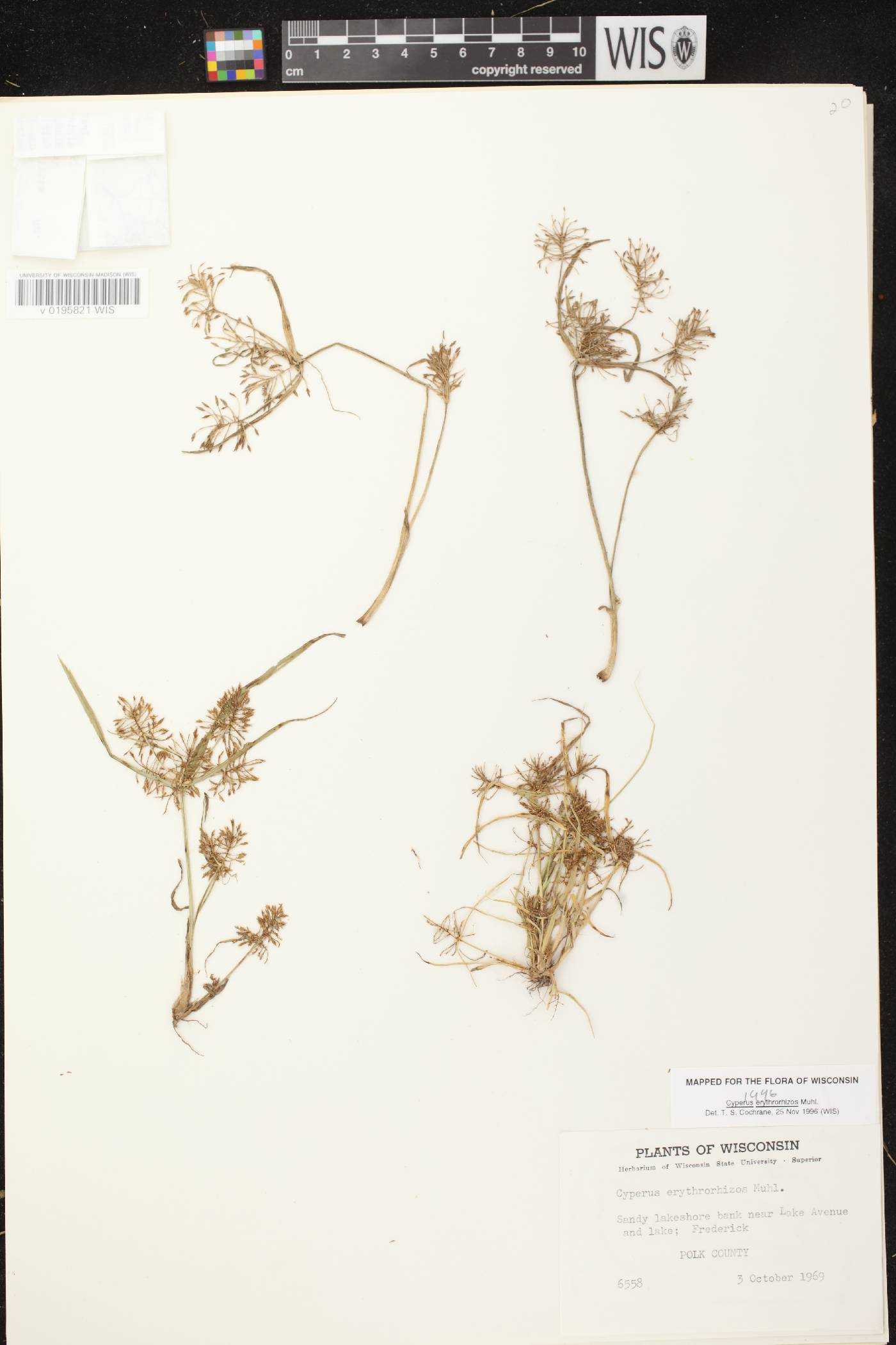 Cyperus erythrorhizos image
