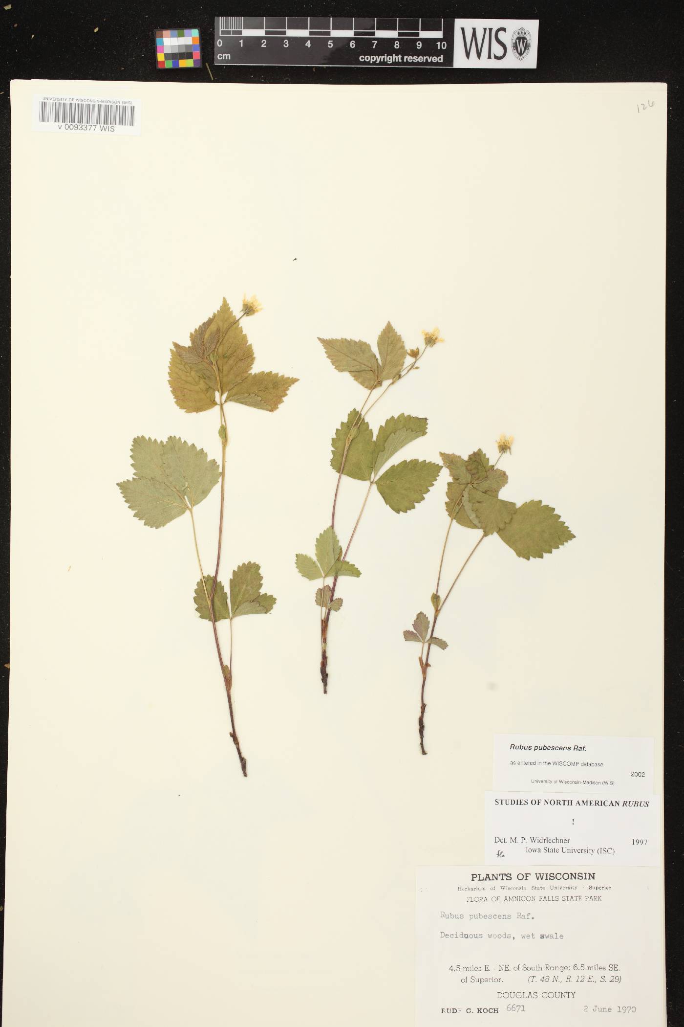 Rubus pubescens image