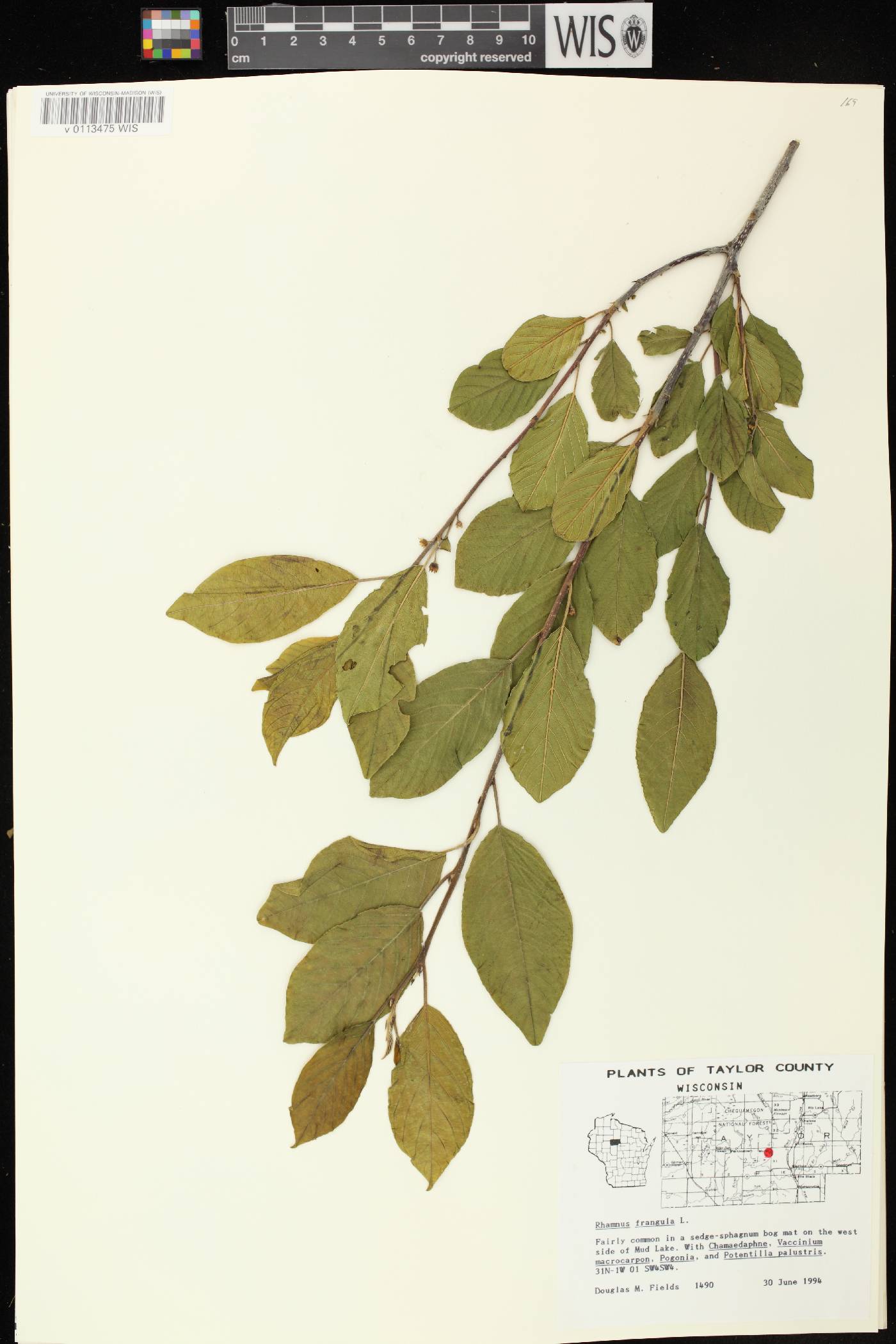 Frangula alnus image