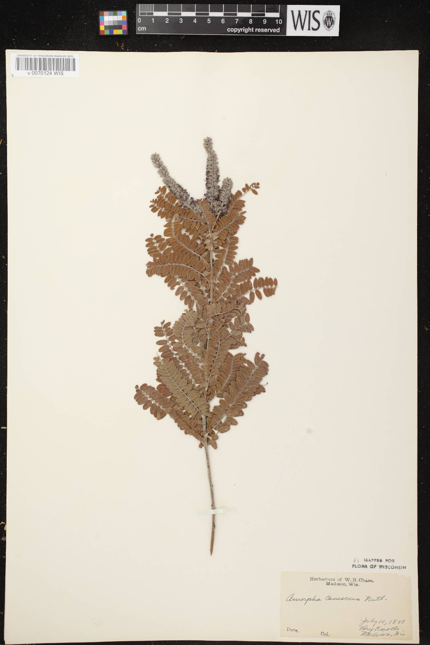 Amorpha canescens image