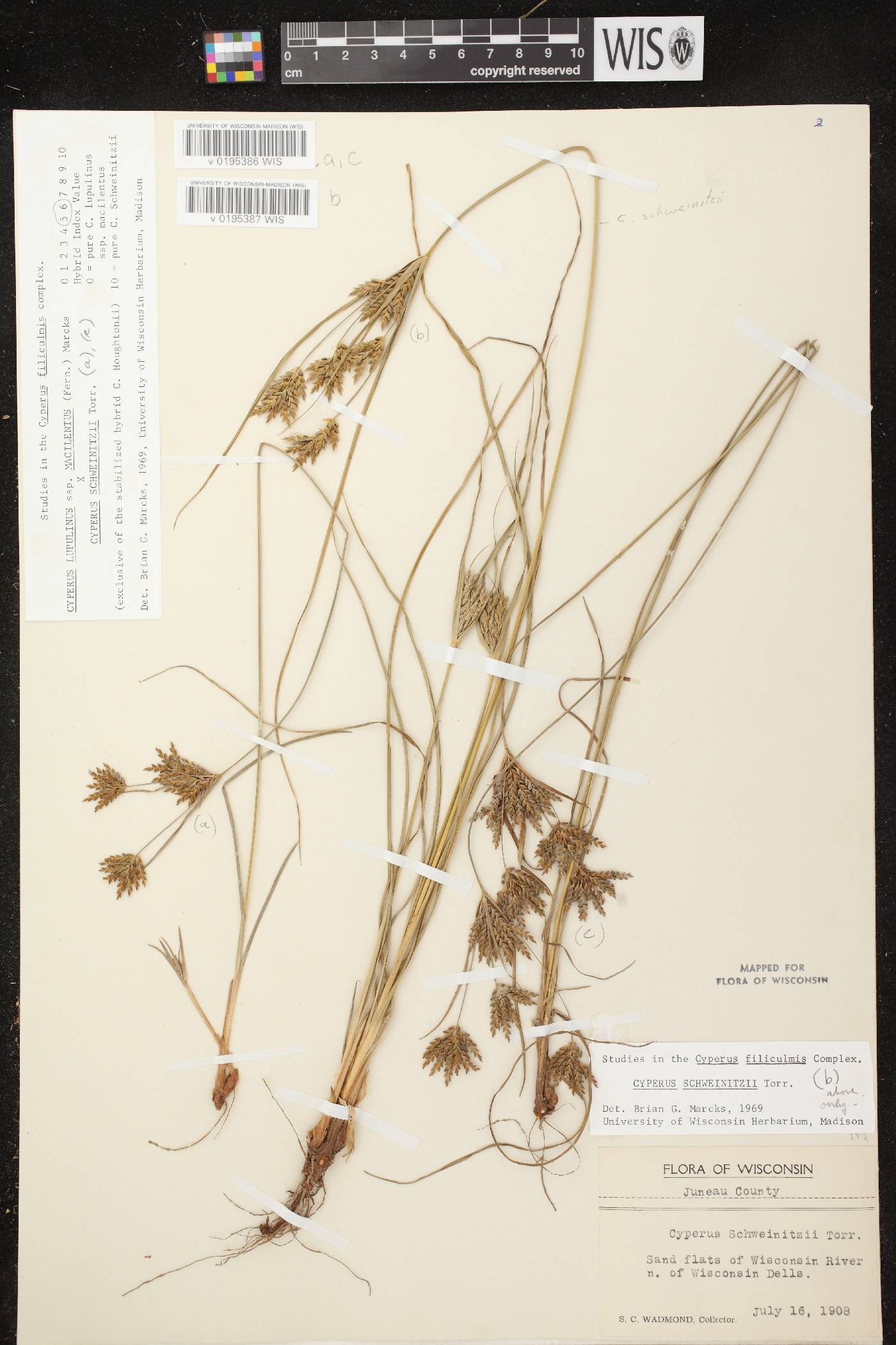 Cyperus schweinitzii image