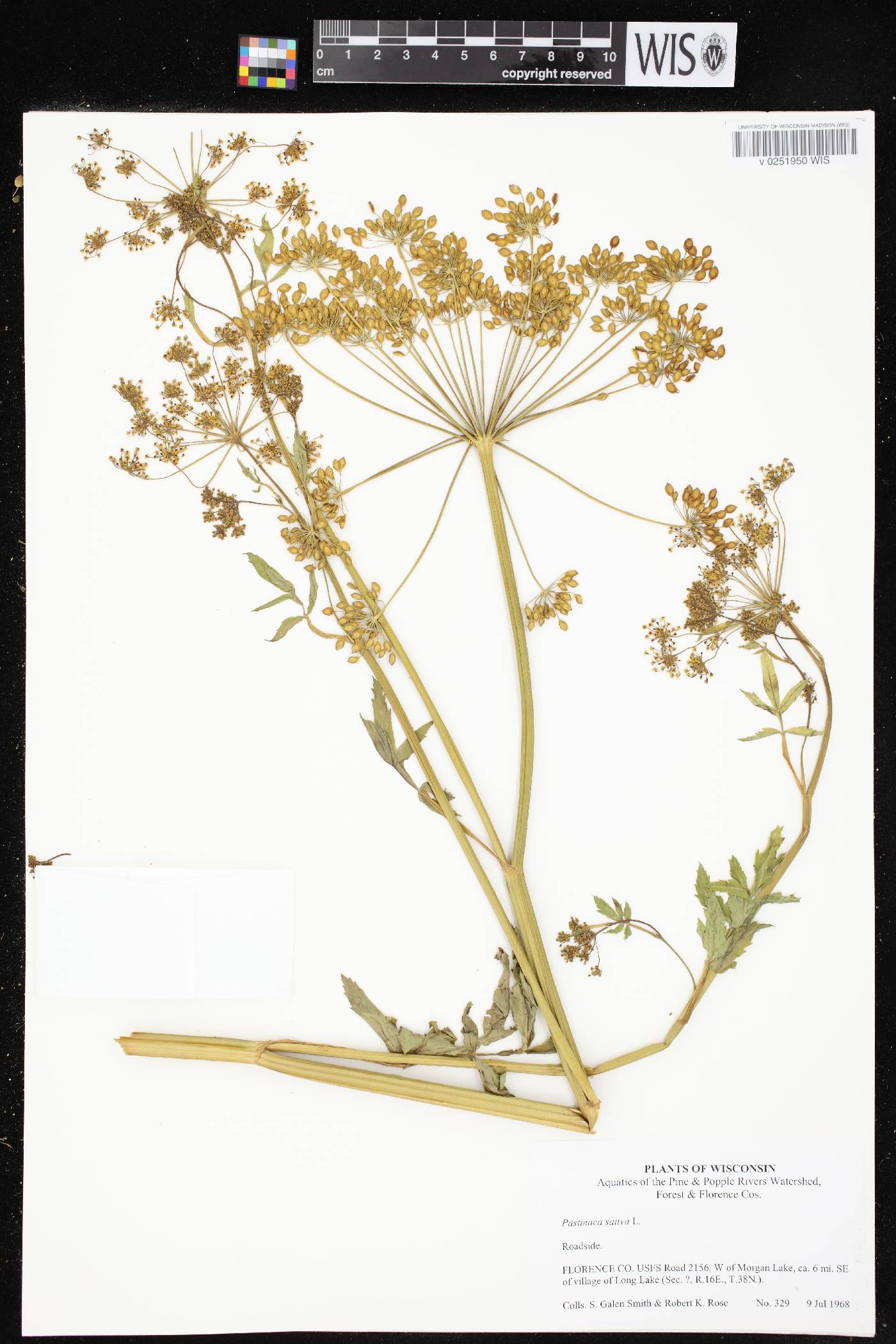 Pastinaca sativa image