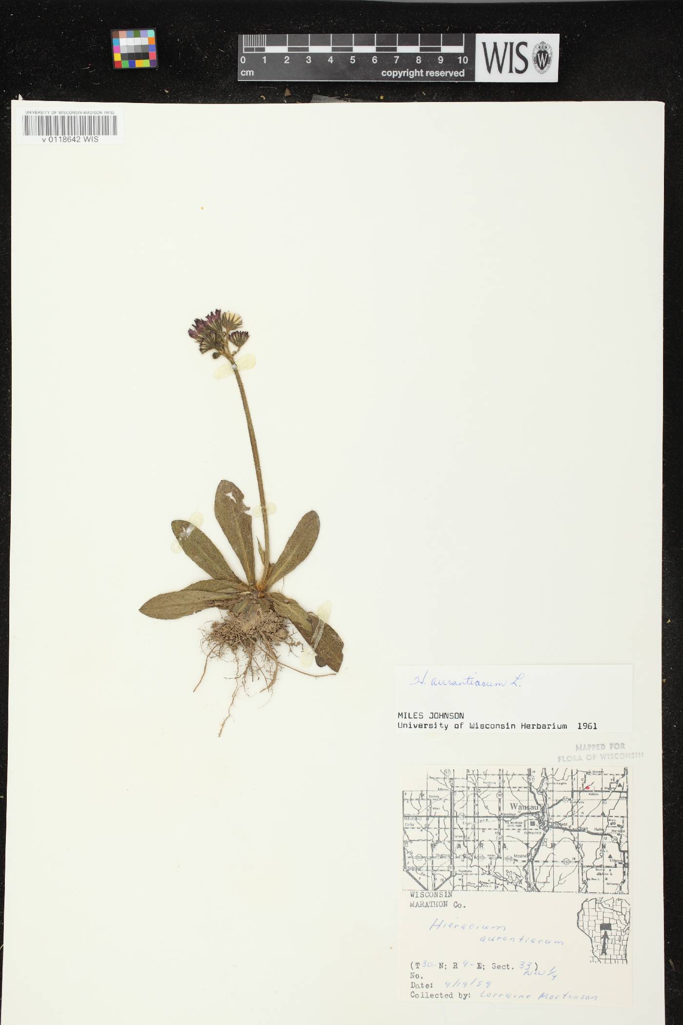Hieracium aurantiacum image