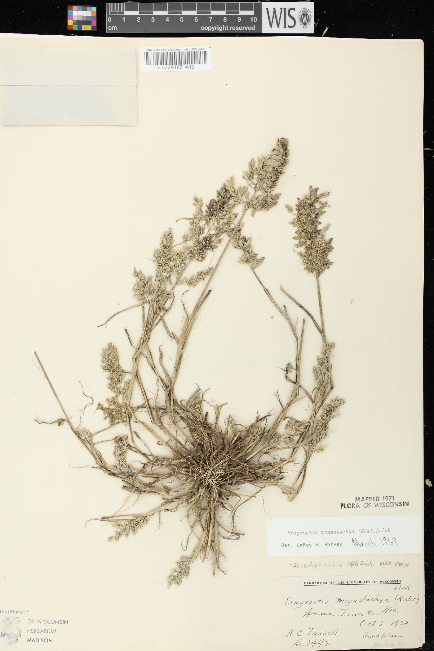 Eragrostis cilianensis image