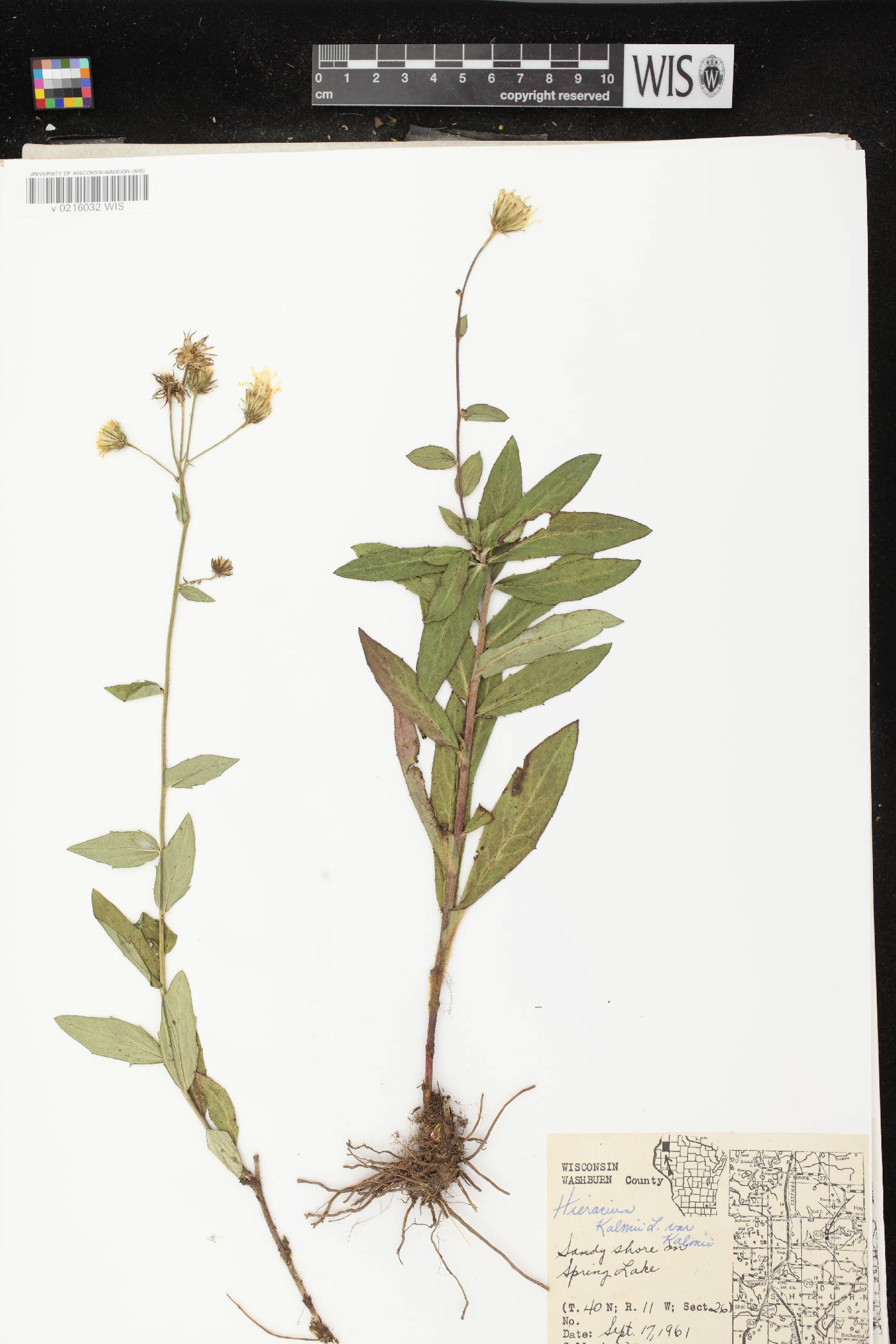 Hieracium umbellatum image