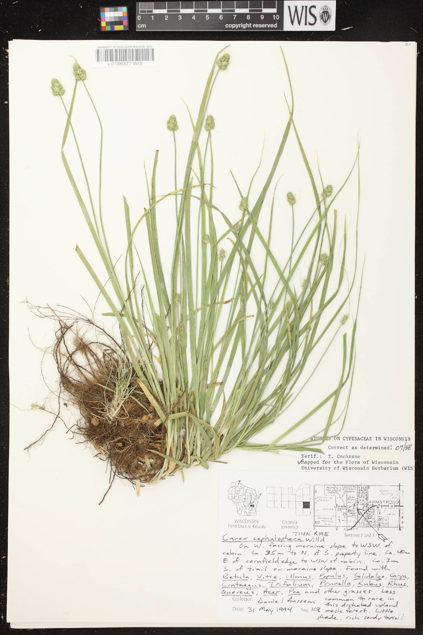 Carex cephalophora image