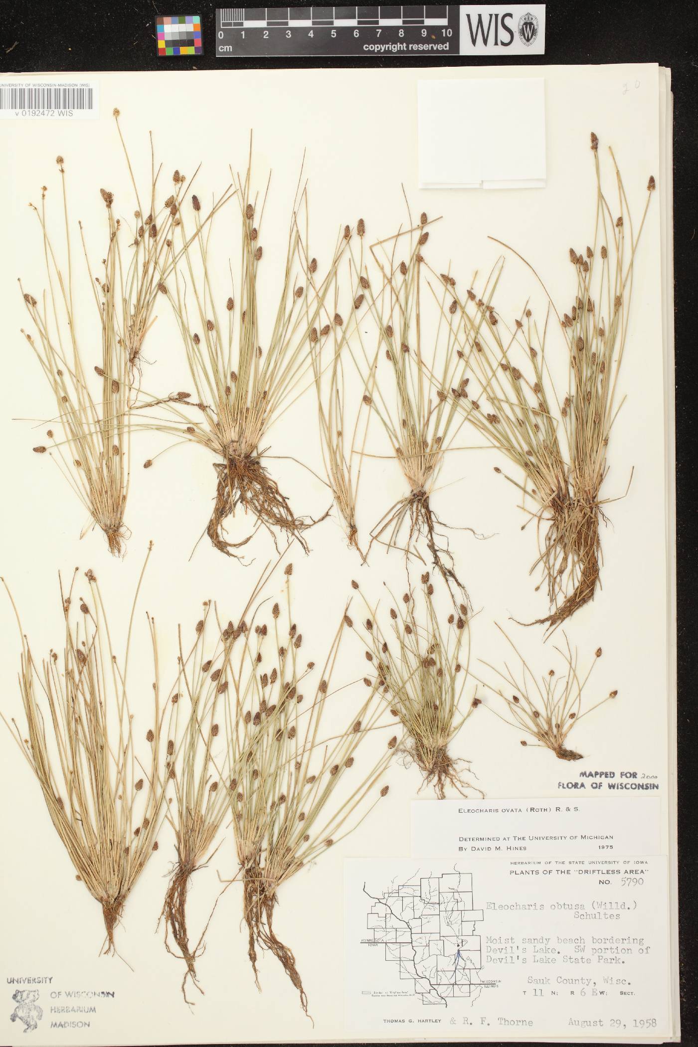 Eleocharis ovata image
