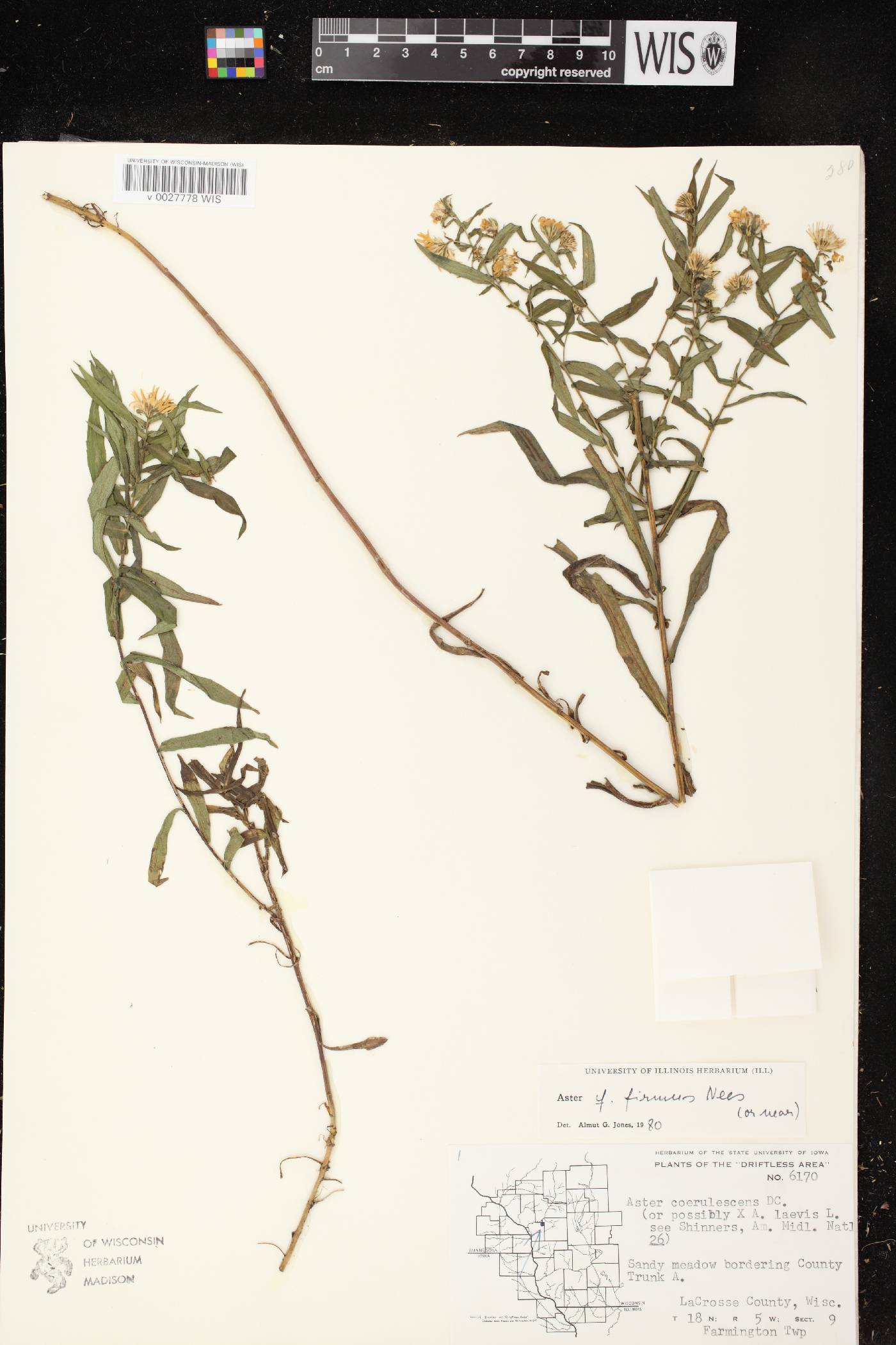Symphyotrichum firmum image