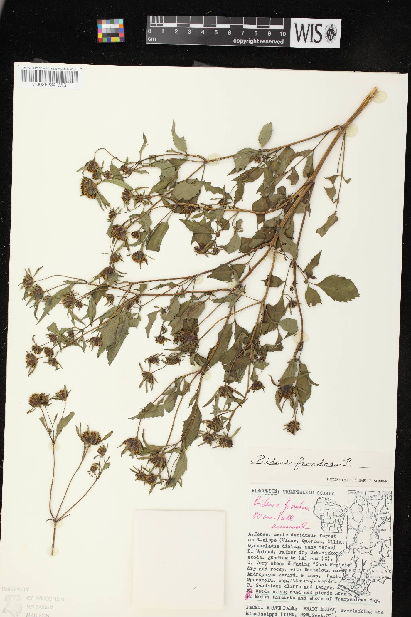Bidens frondosa image