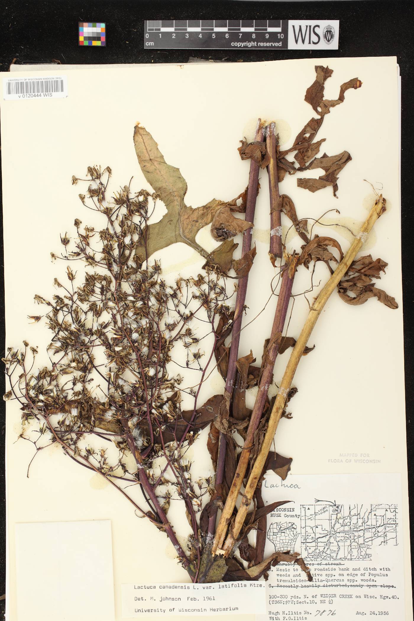 Lactuca canadensis image