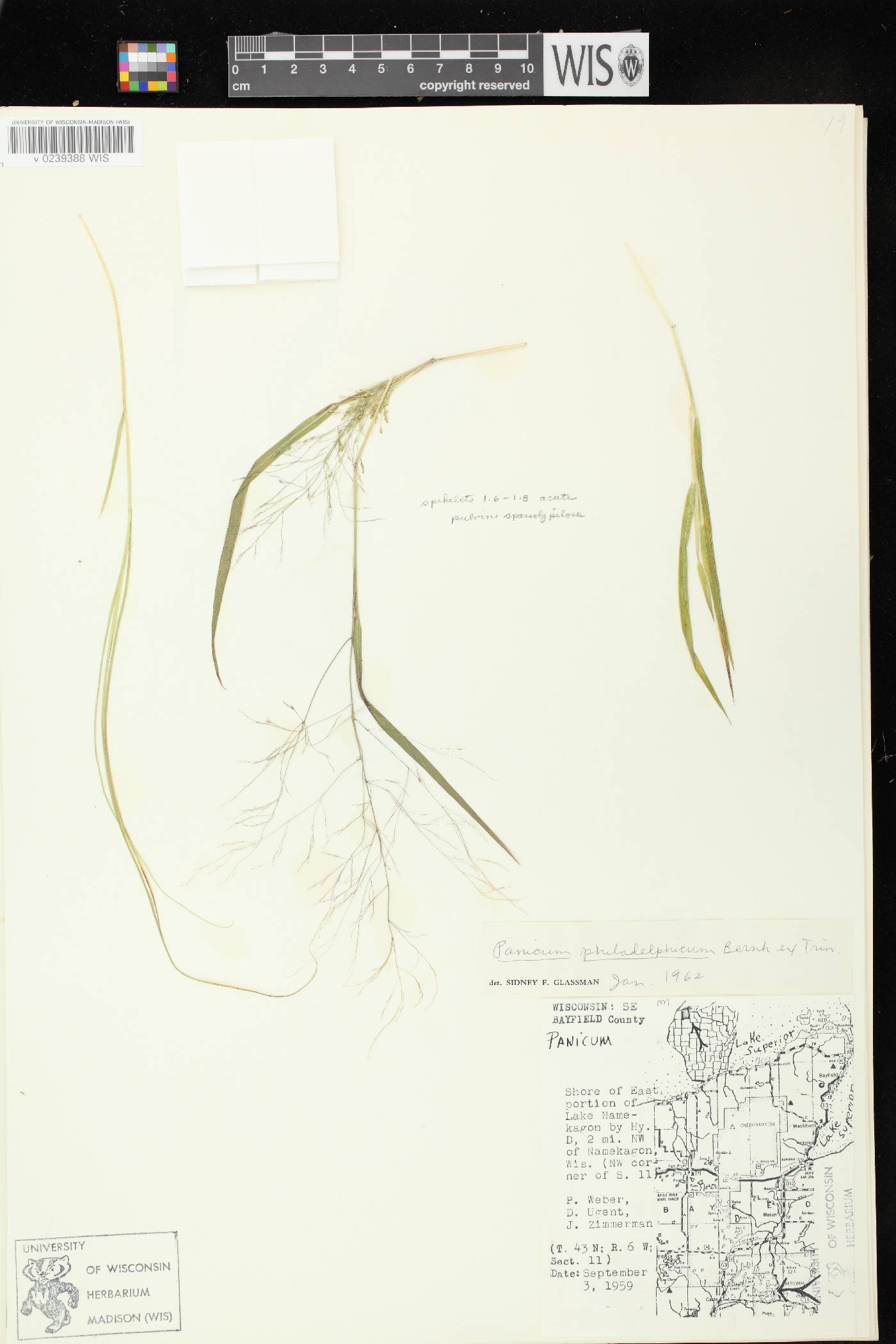 Panicum philadelphicum subsp. philadelphicum image