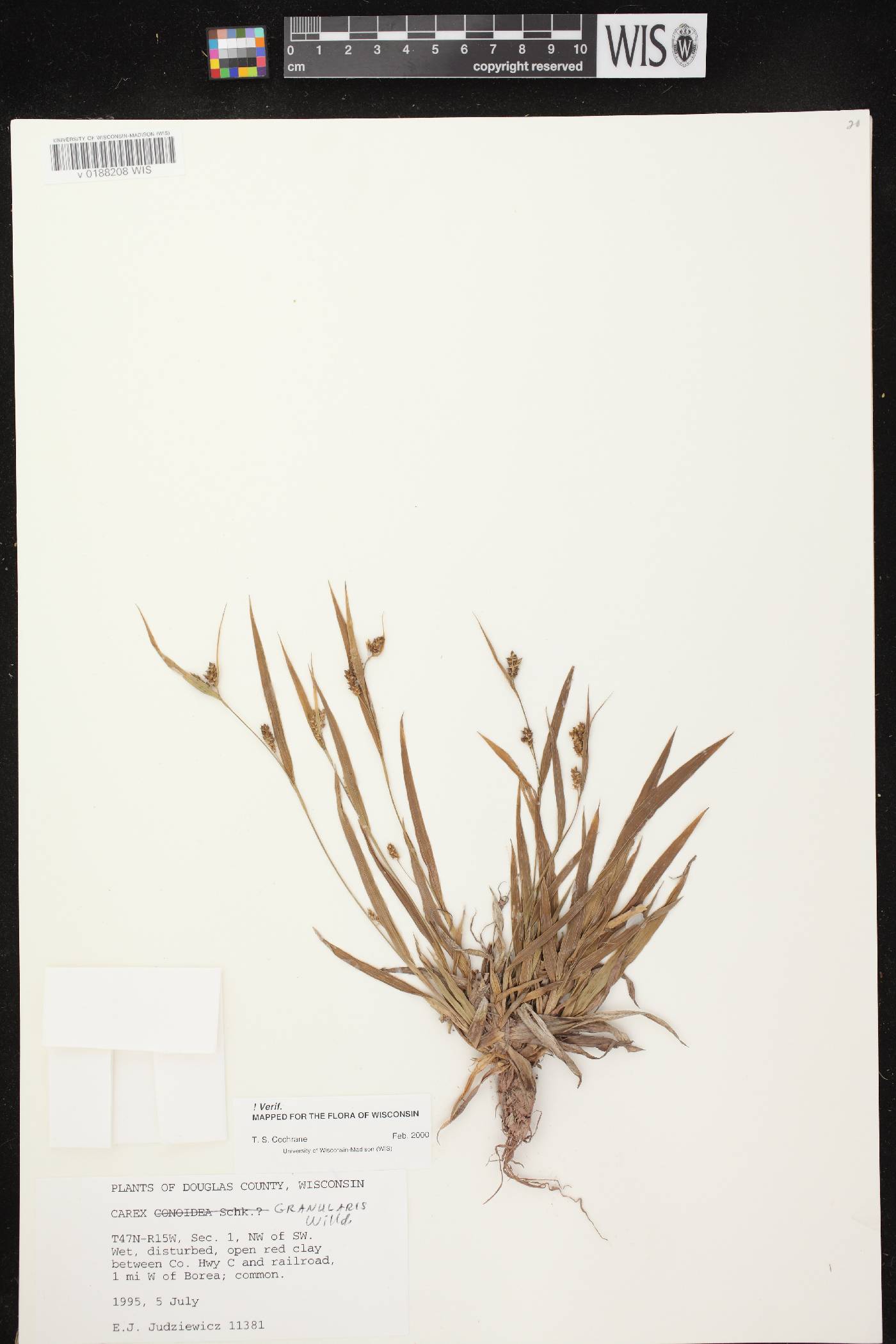 Carex granularis image