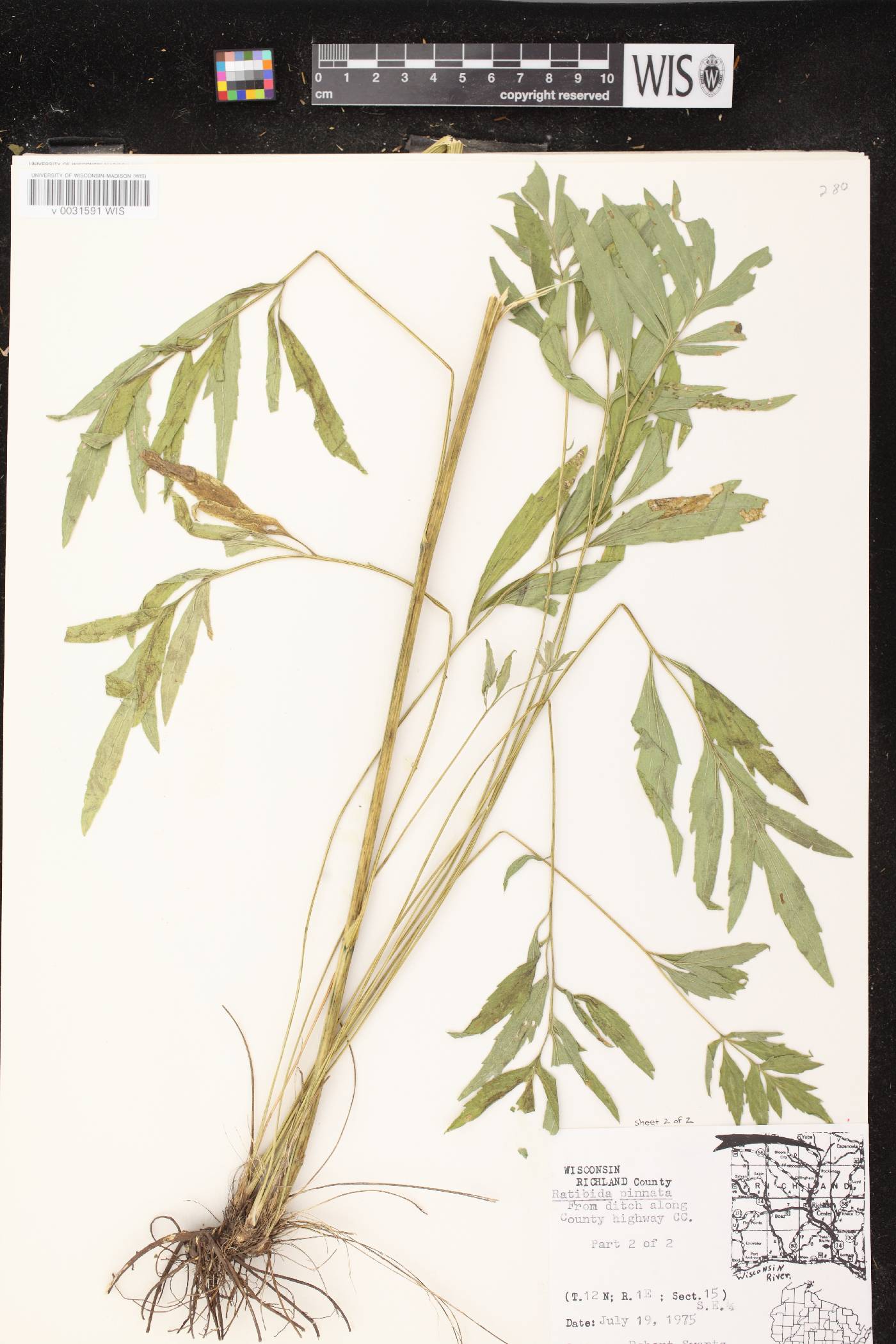 Ratibida pinnata image