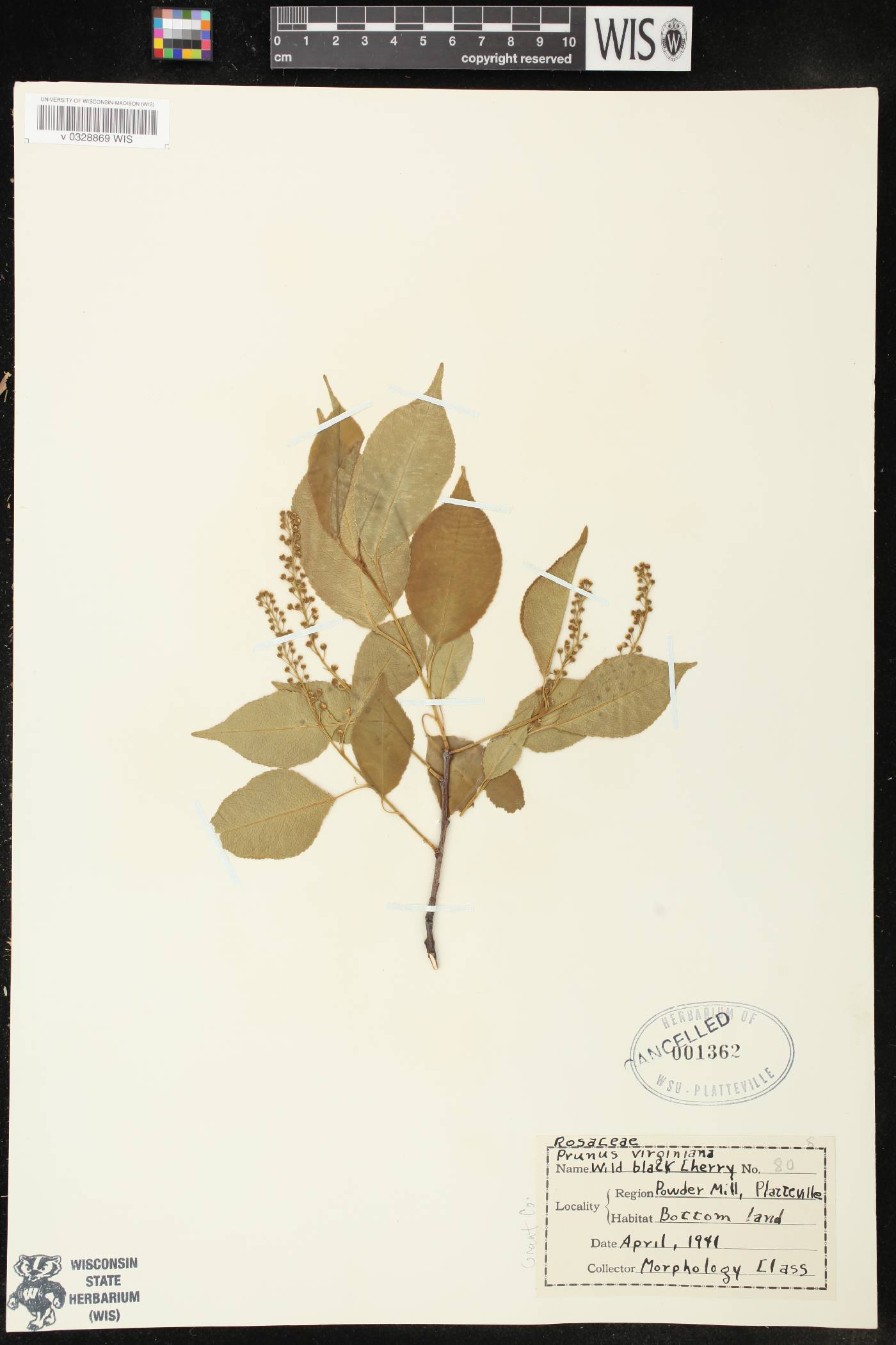 Prunus virginiana image
