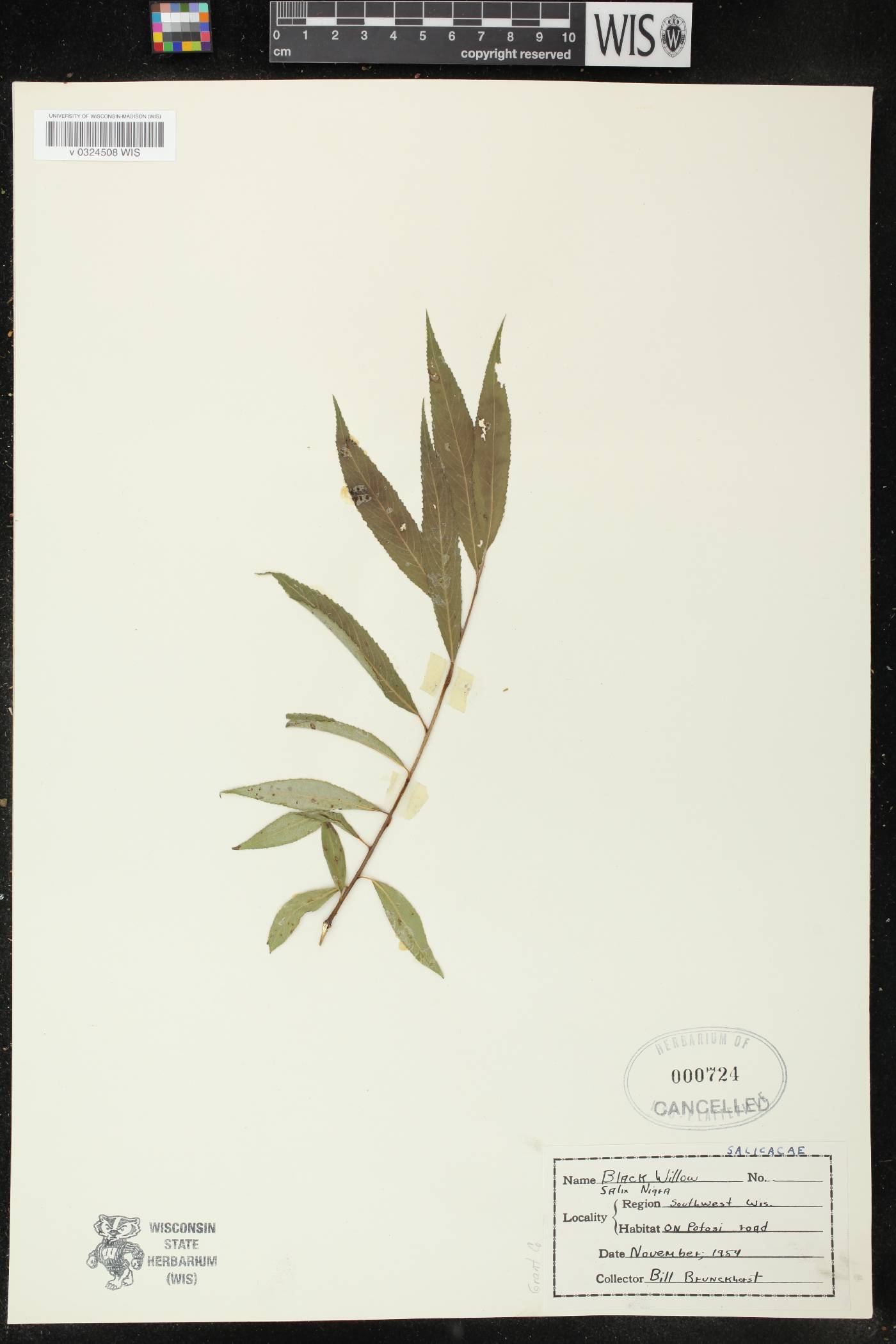 Salix nigra image