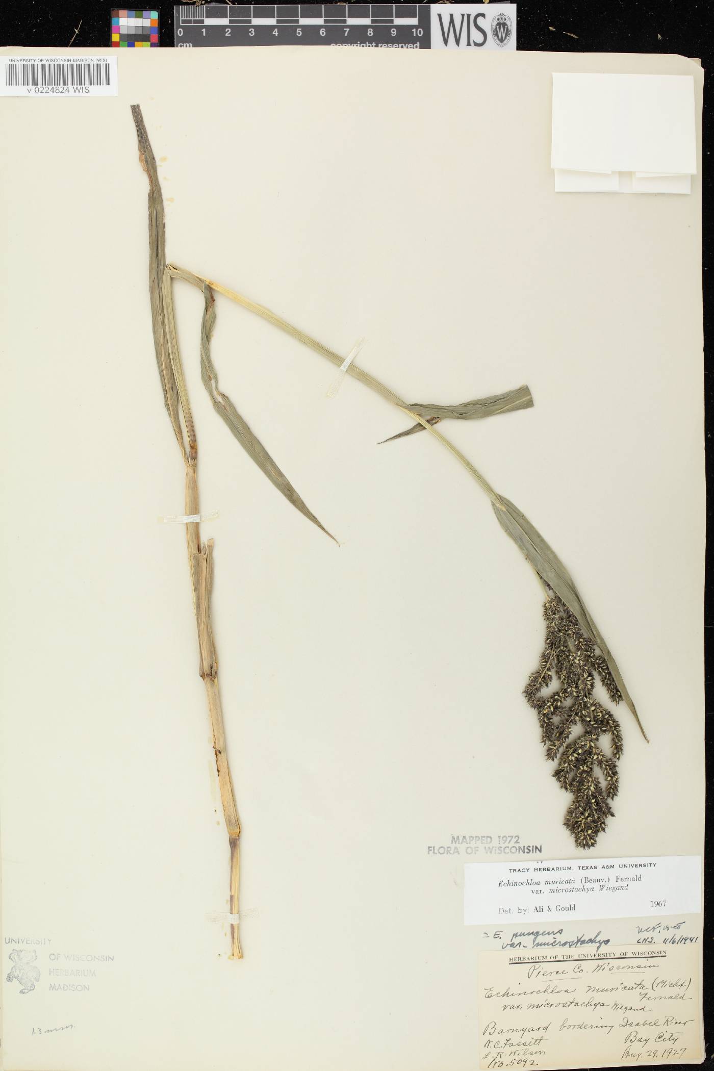 Echinochloa muricata var. microstachya image