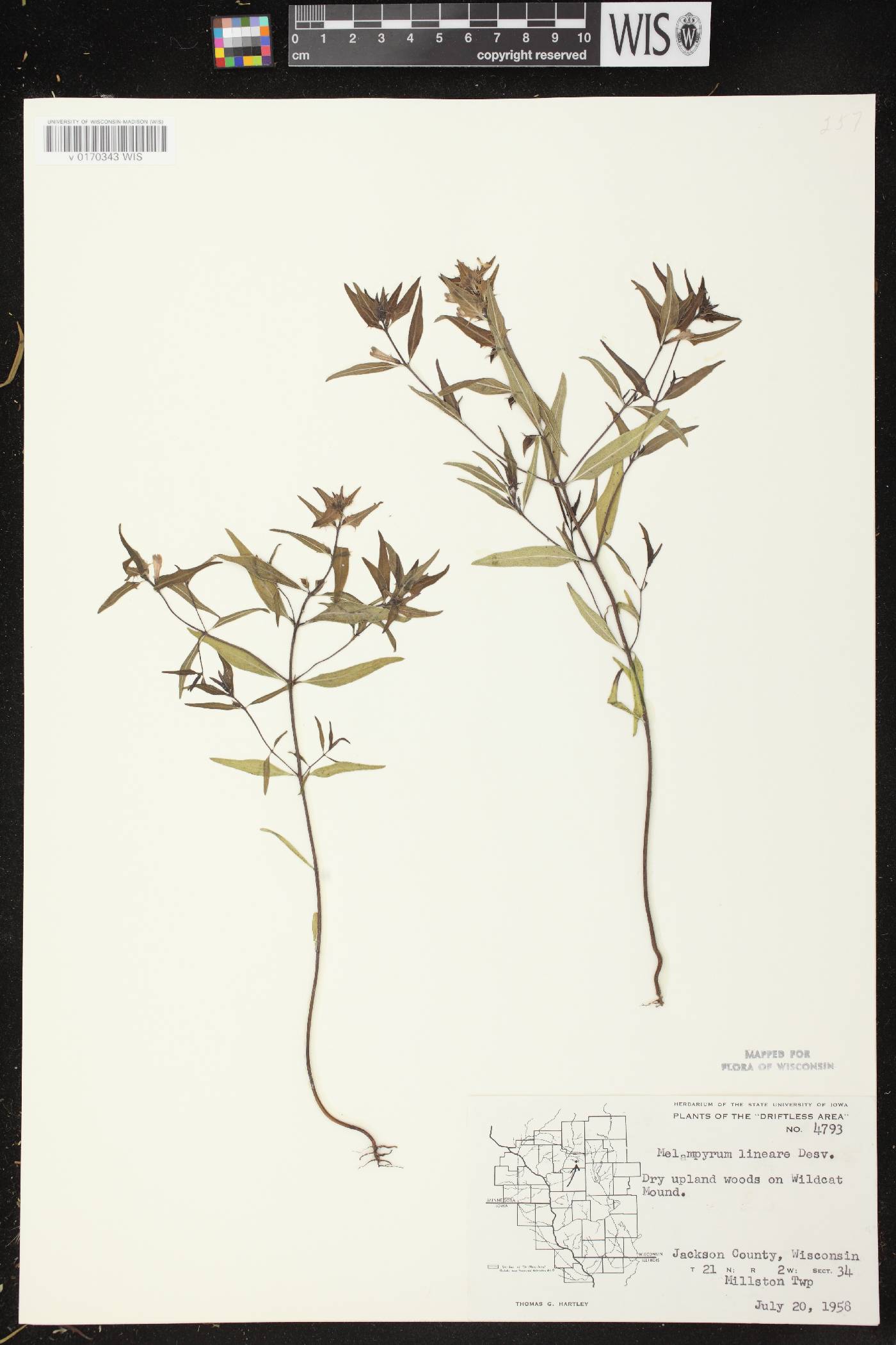 Melampyrum lineare image