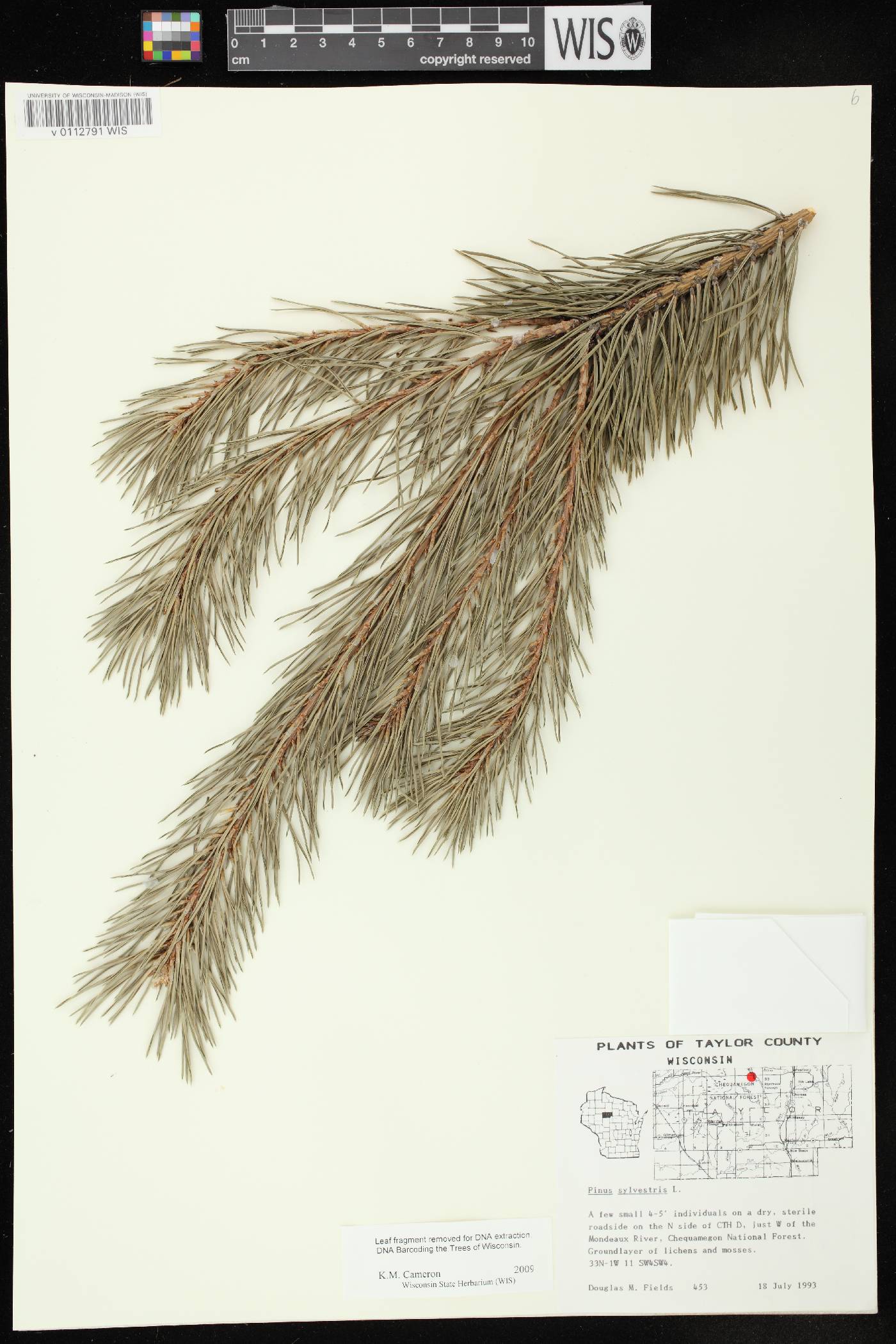 Pinus sylvestris image