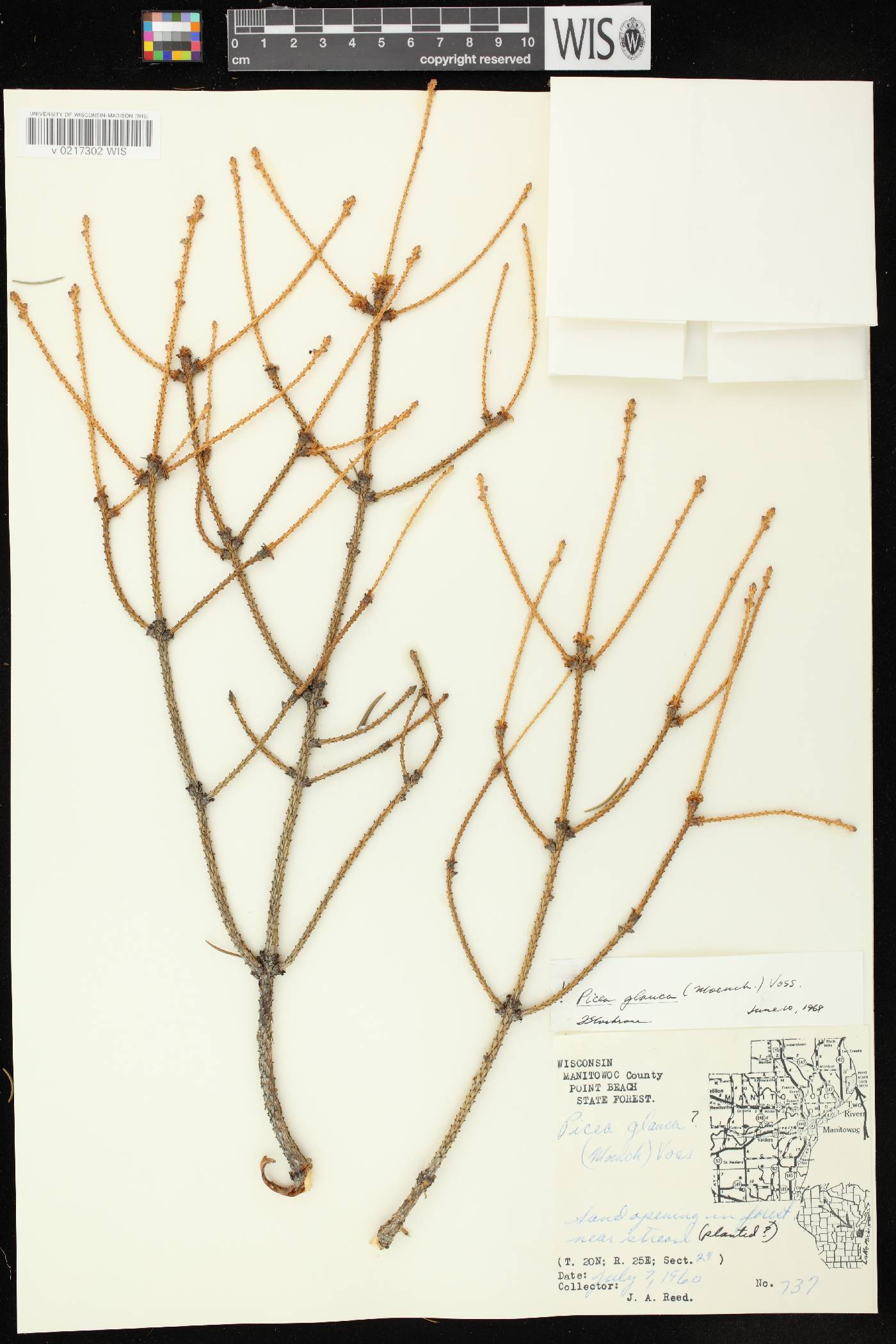 Picea glauca image