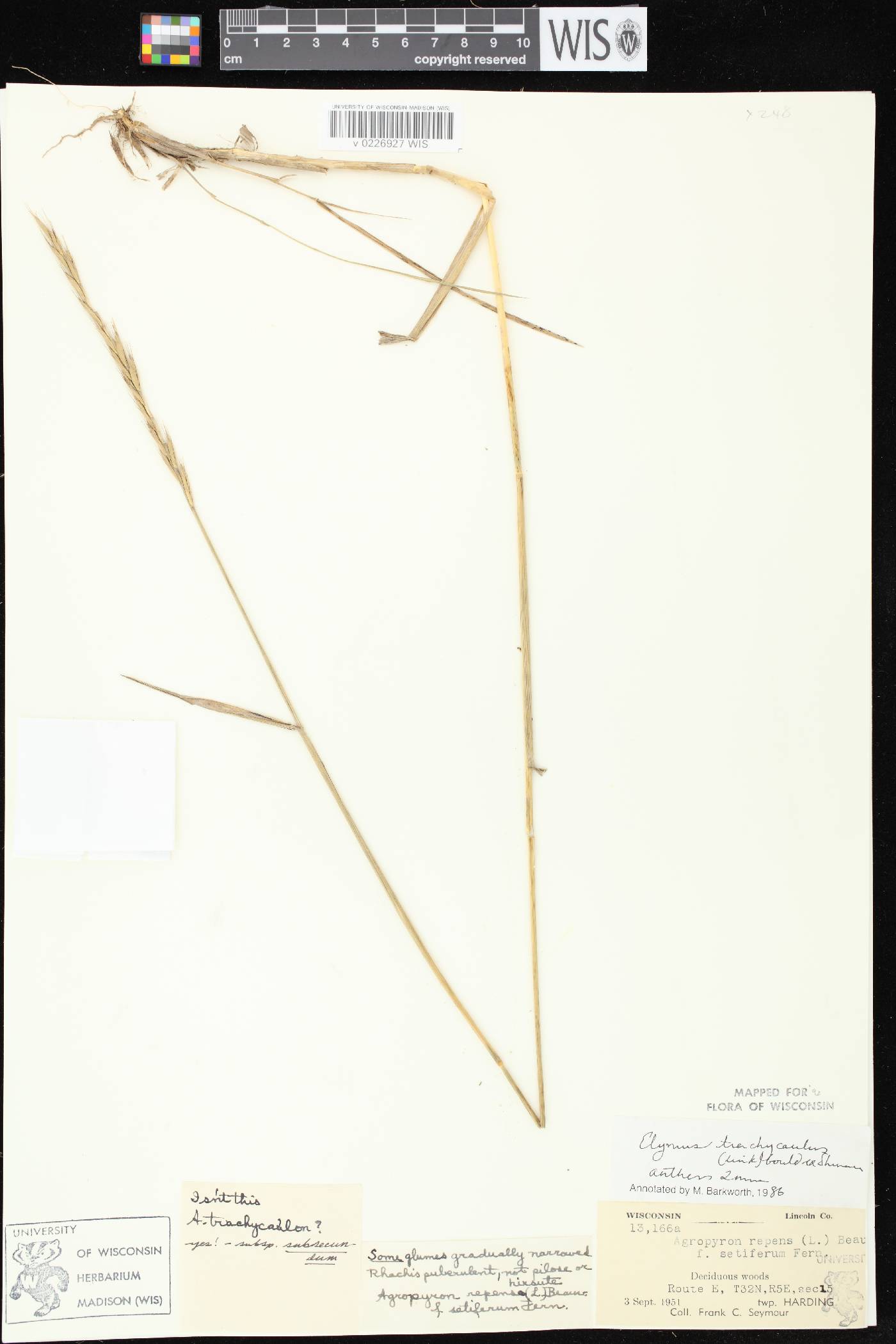 Elymus trachycaulus subsp. subsecundus image