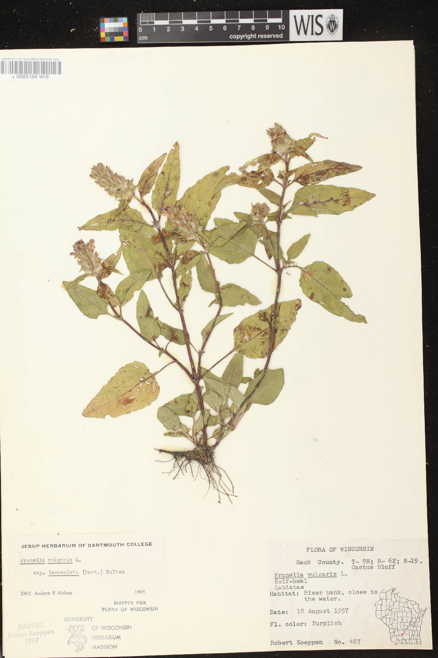 Prunella vulgaris image