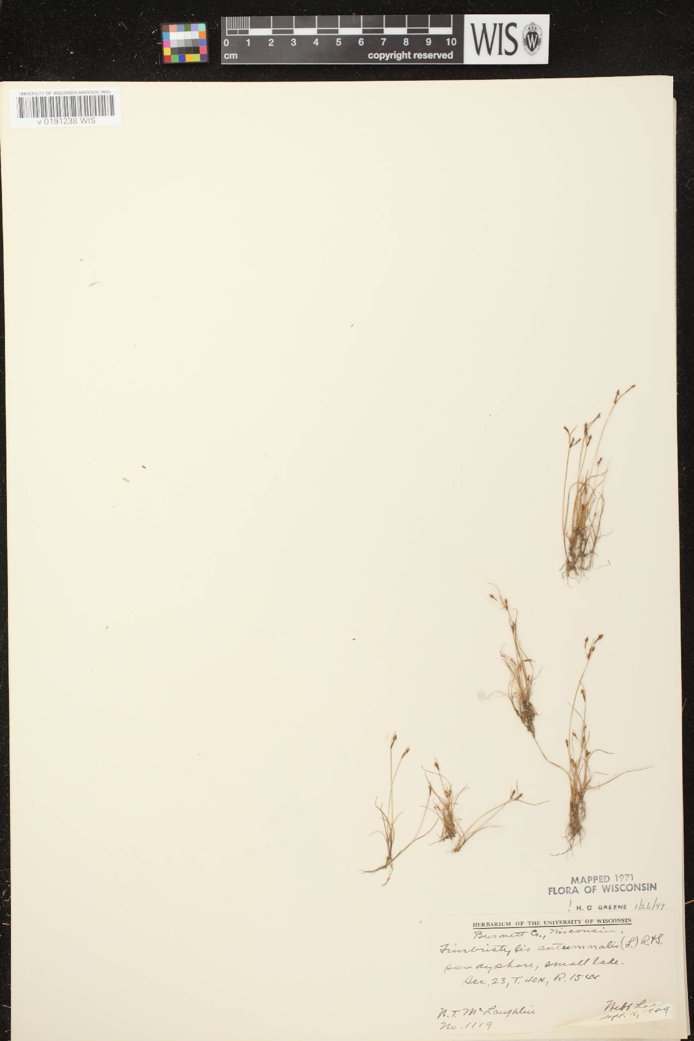 Fimbristylis autumnalis image