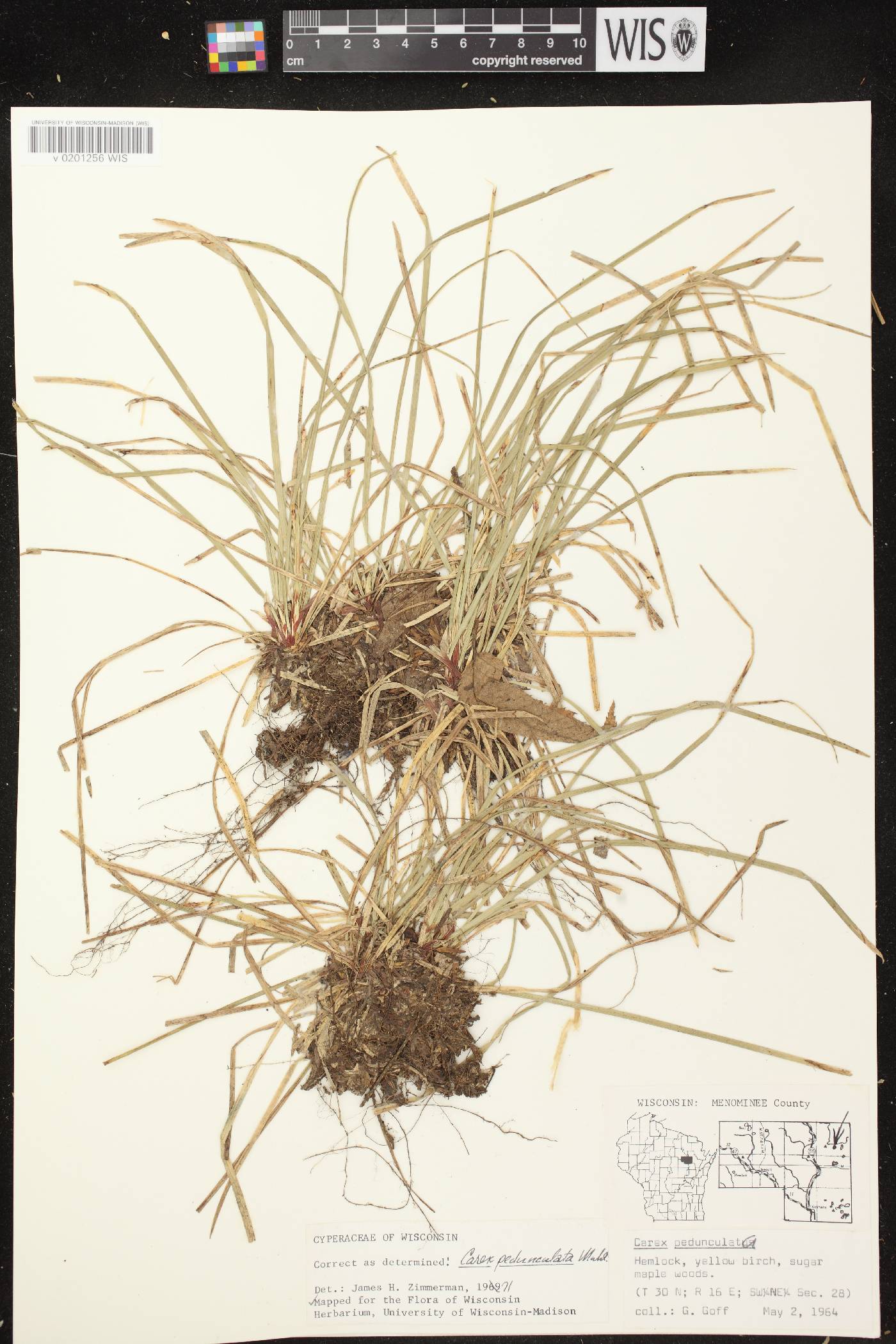 Carex pedunculata image