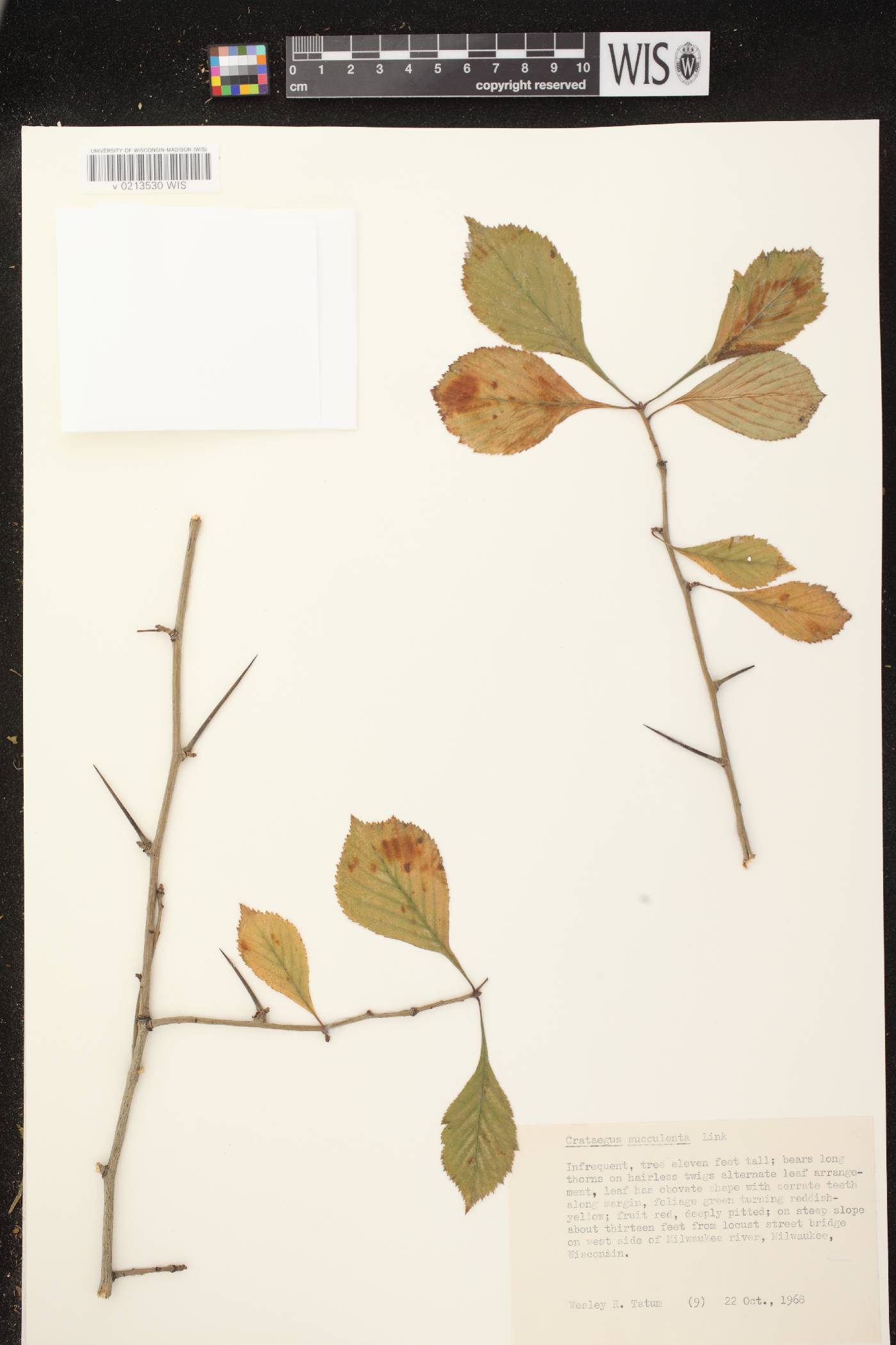 Crataegus succulenta image