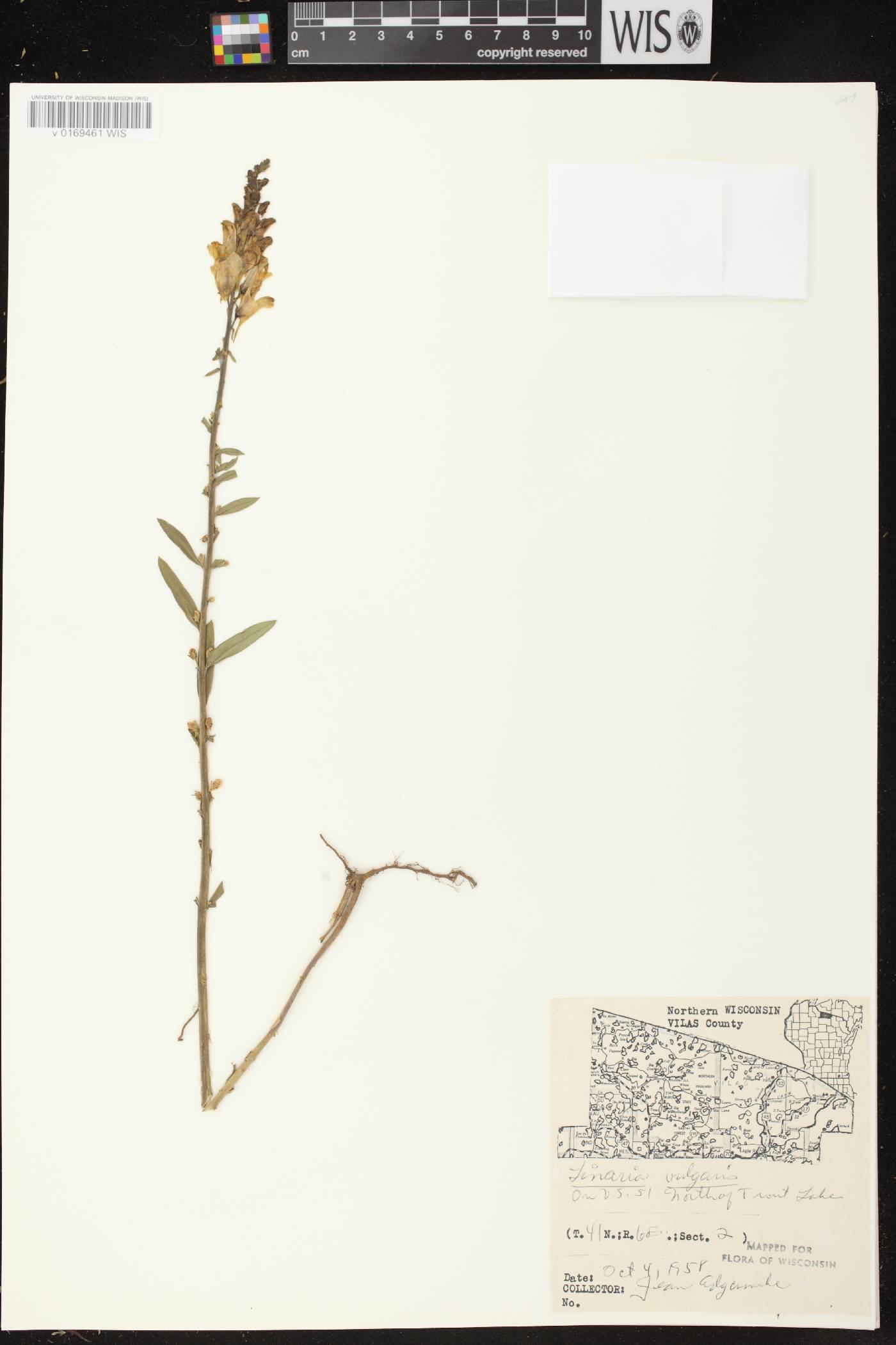 Linaria vulgaris image