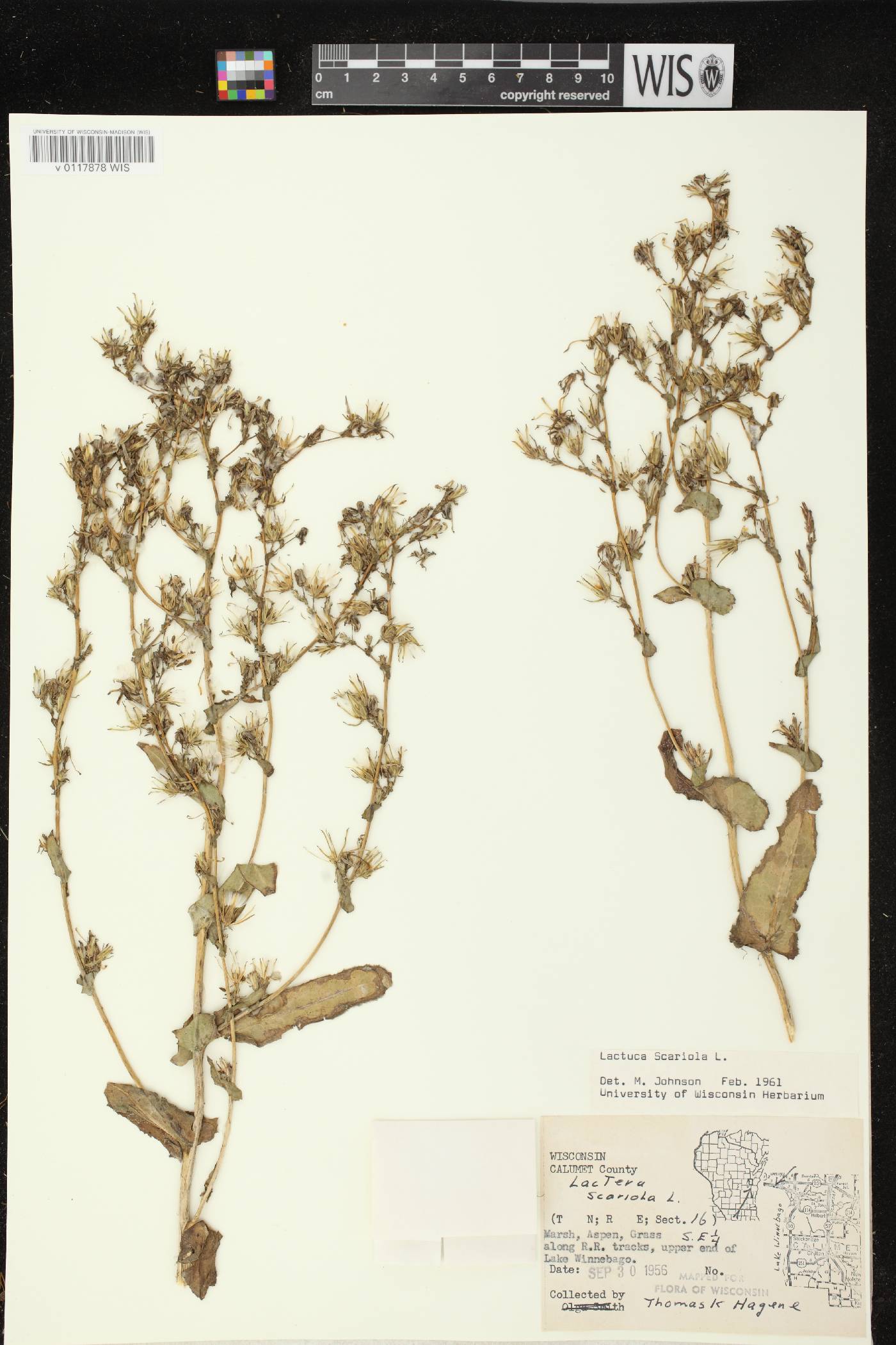 Lactuca serriola image