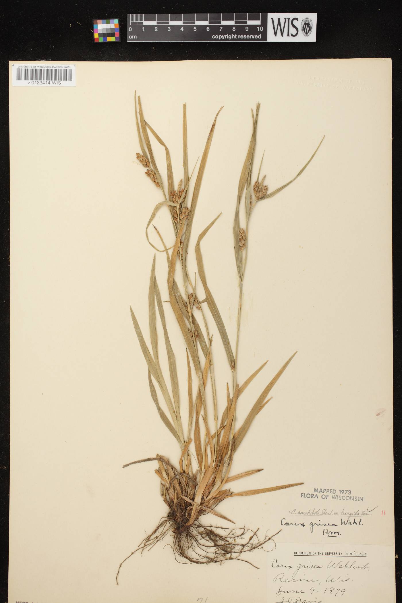 Carex grisea image