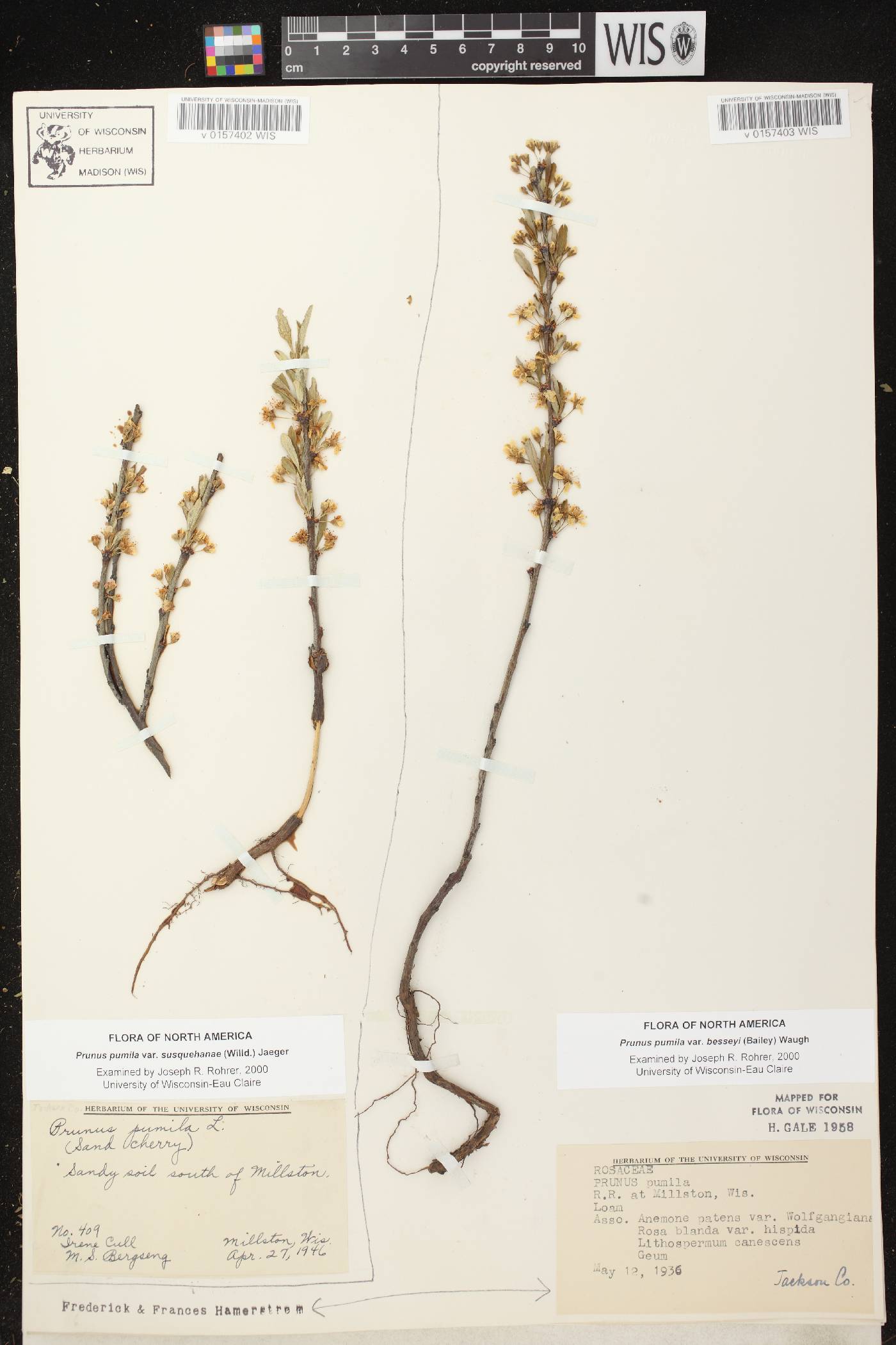 Prunus pumila image
