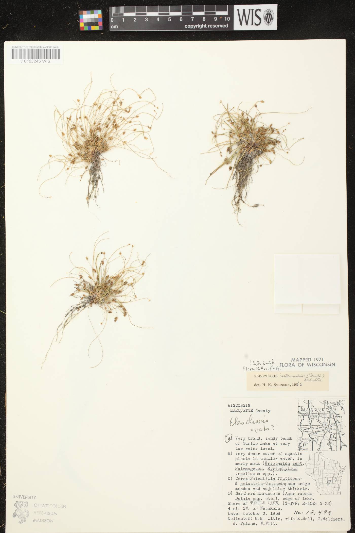 Eleocharis intermedia image