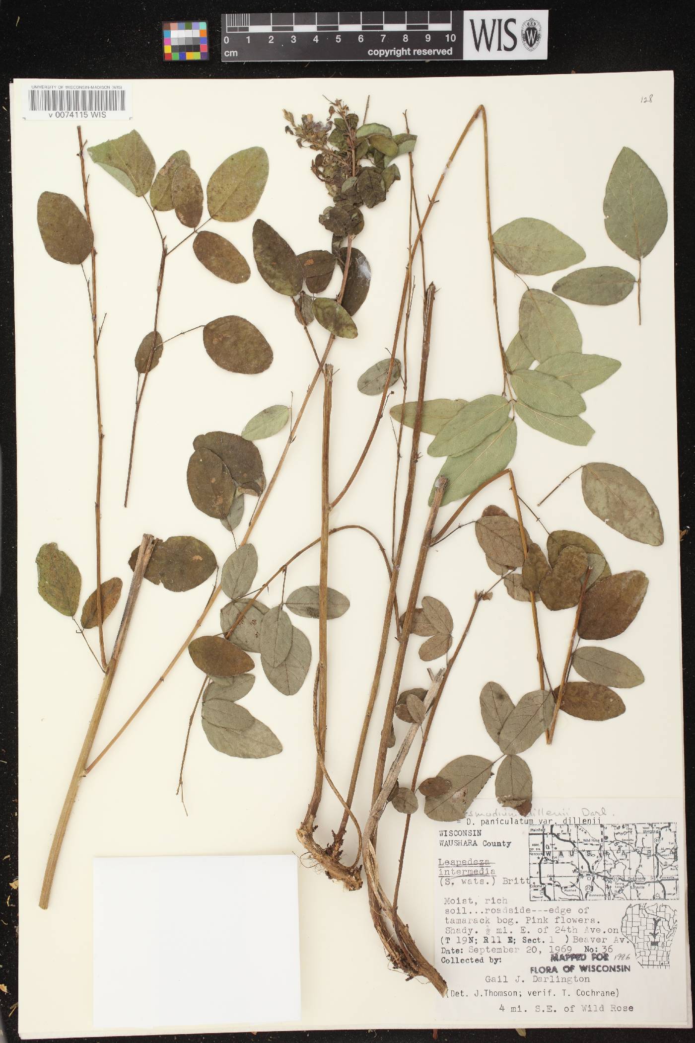 Desmodium canadense image