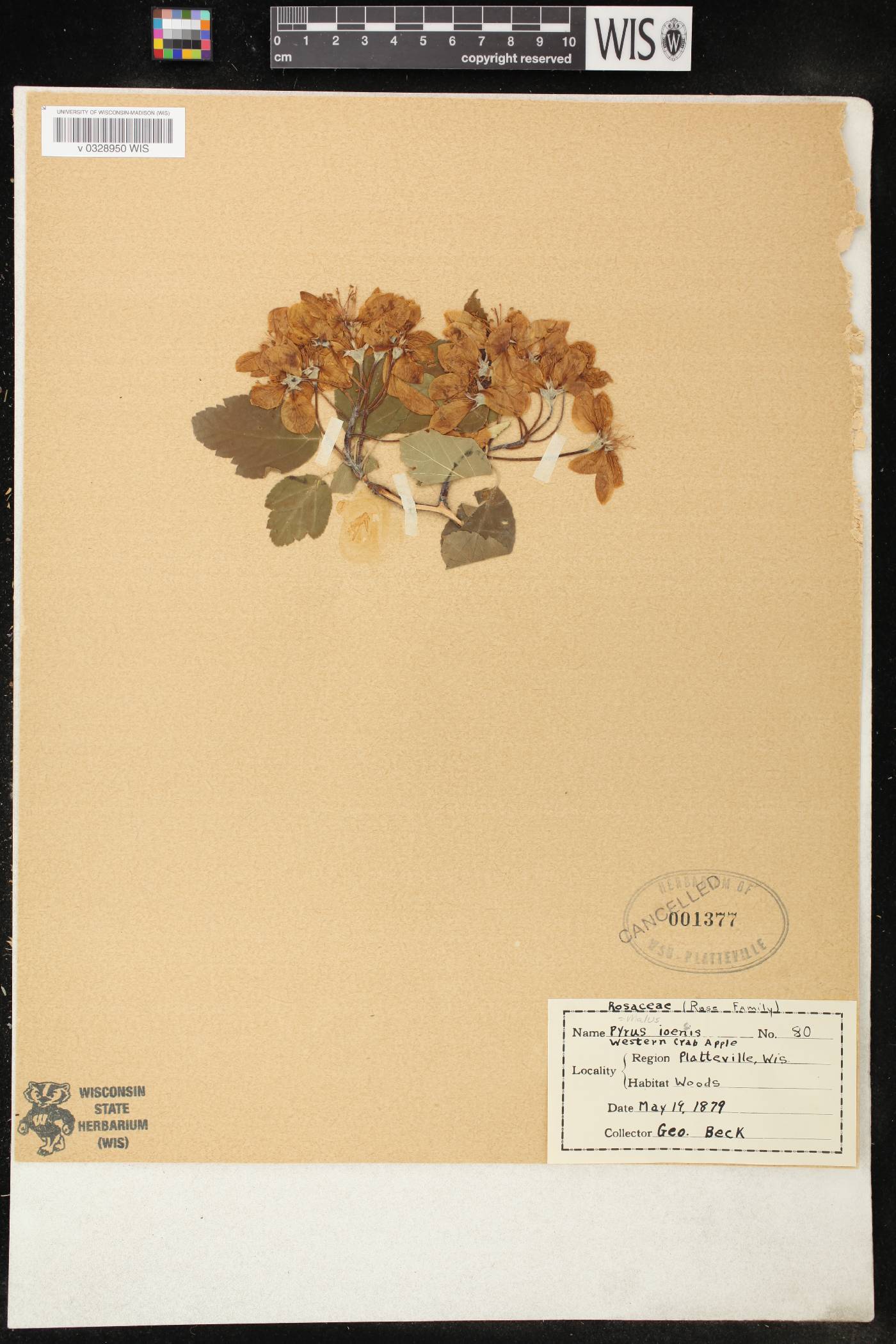 Malus ioensis image