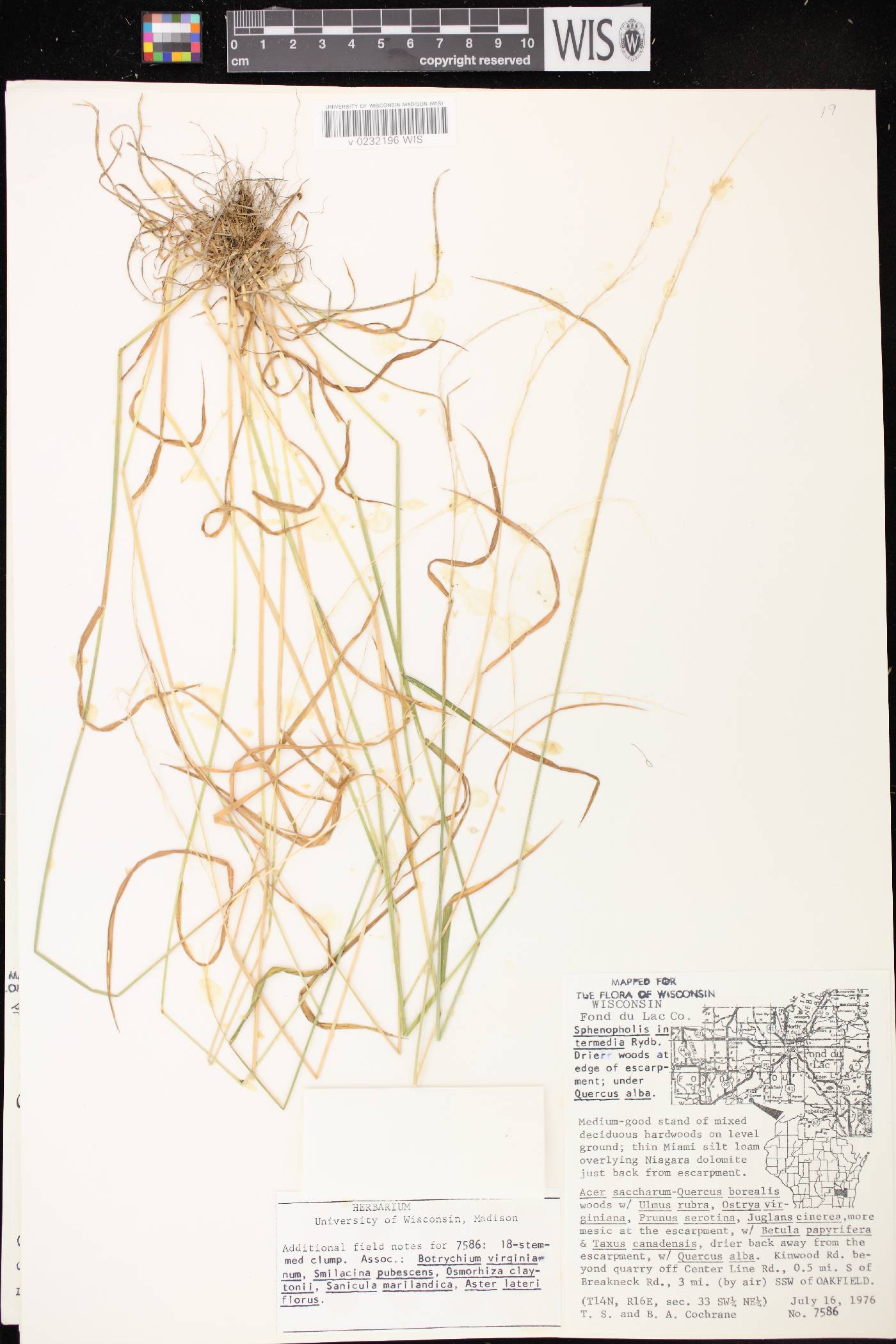 Sphenopholis intermedia image
