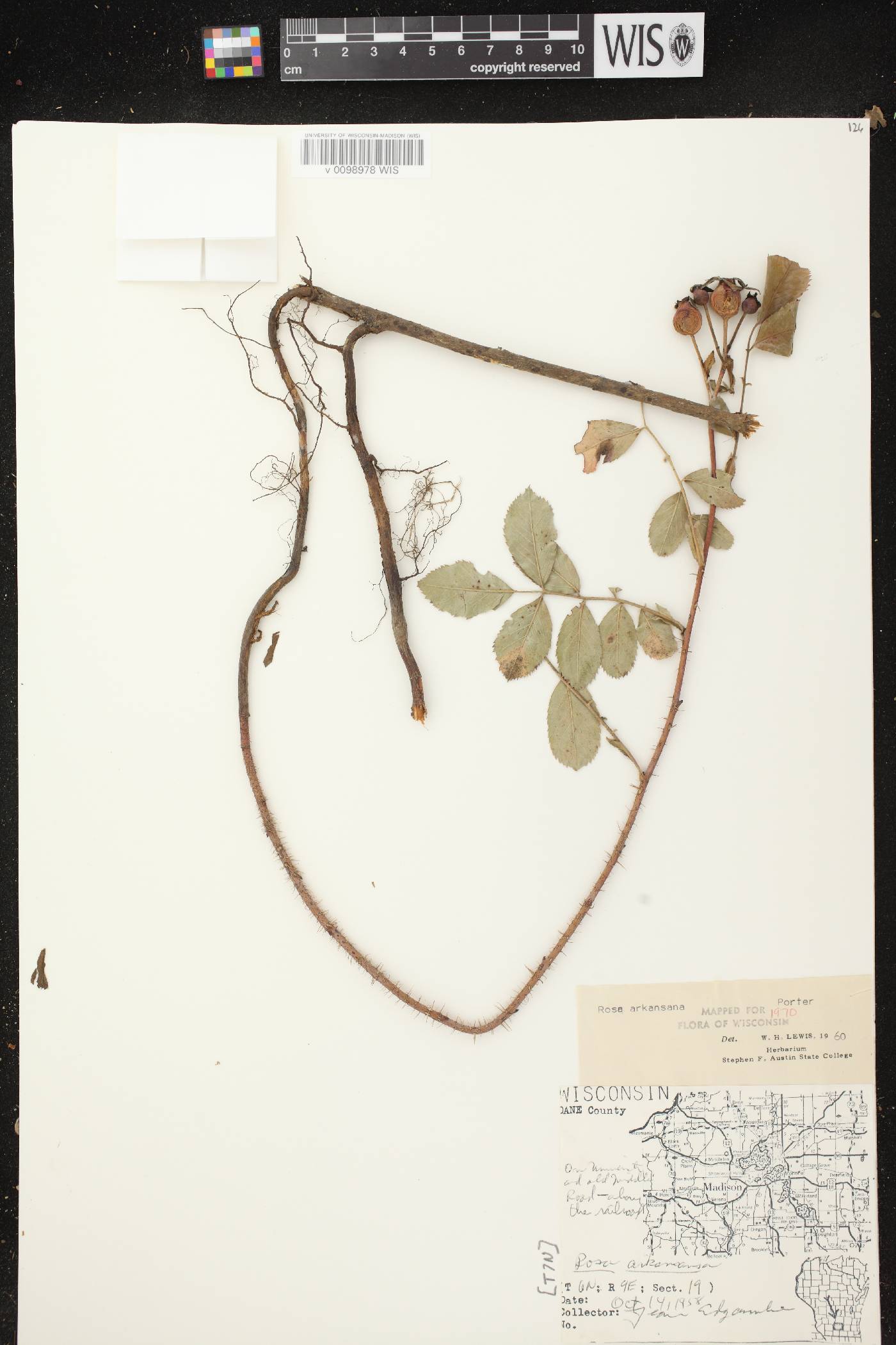 Rosa arkansana image
