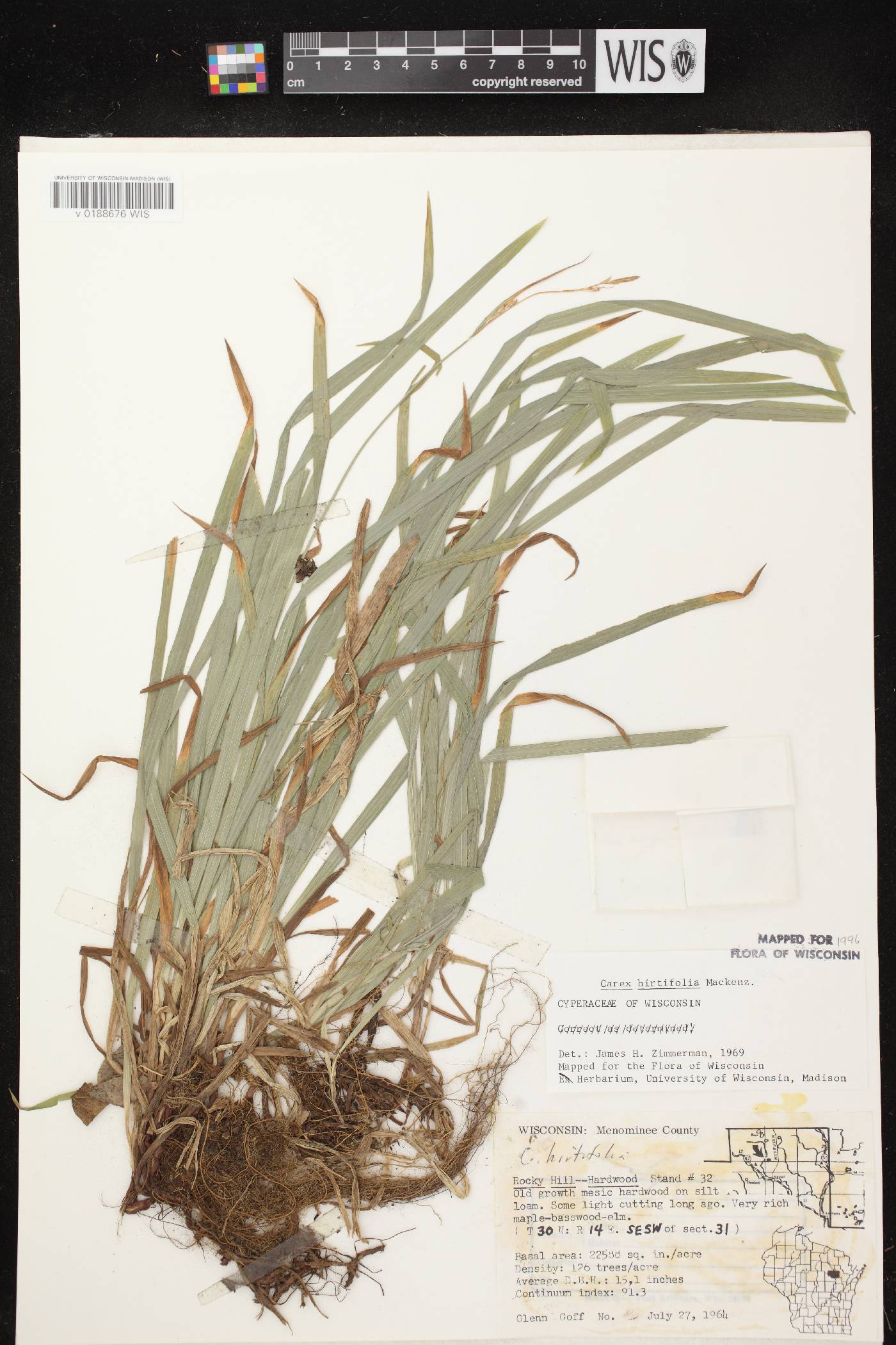 Carex hirtifolia image