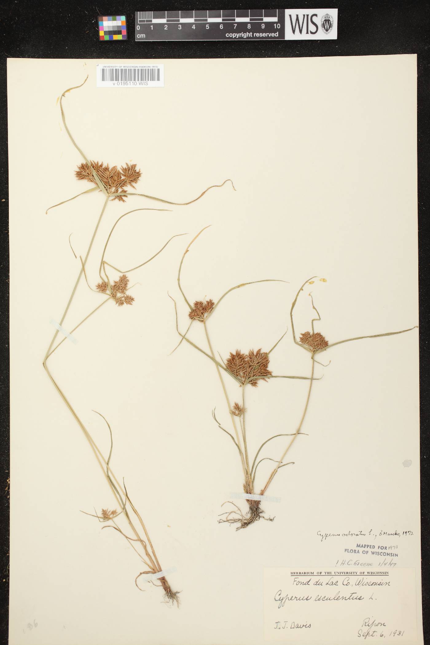 Cyperus odoratus image